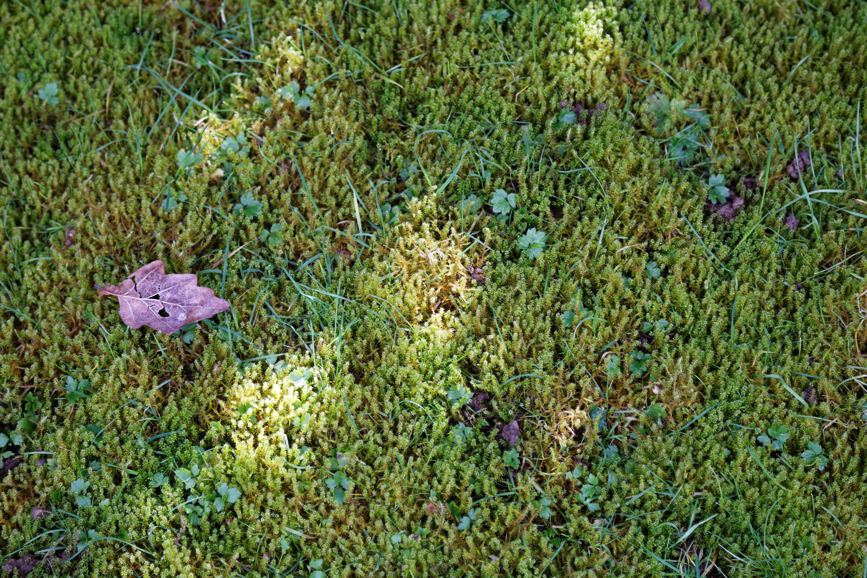 Close-up of moss patches intermixed with grass blades in a garden lawn
