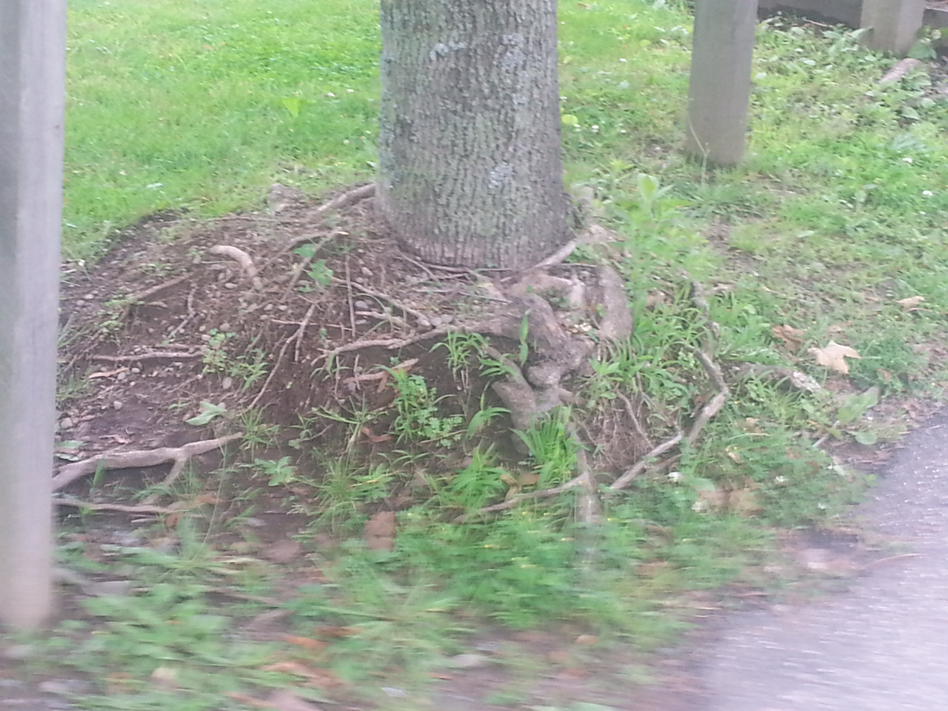 Tree trunk with volcano mulching damage showing exposed girdling roots from improper mulch piling