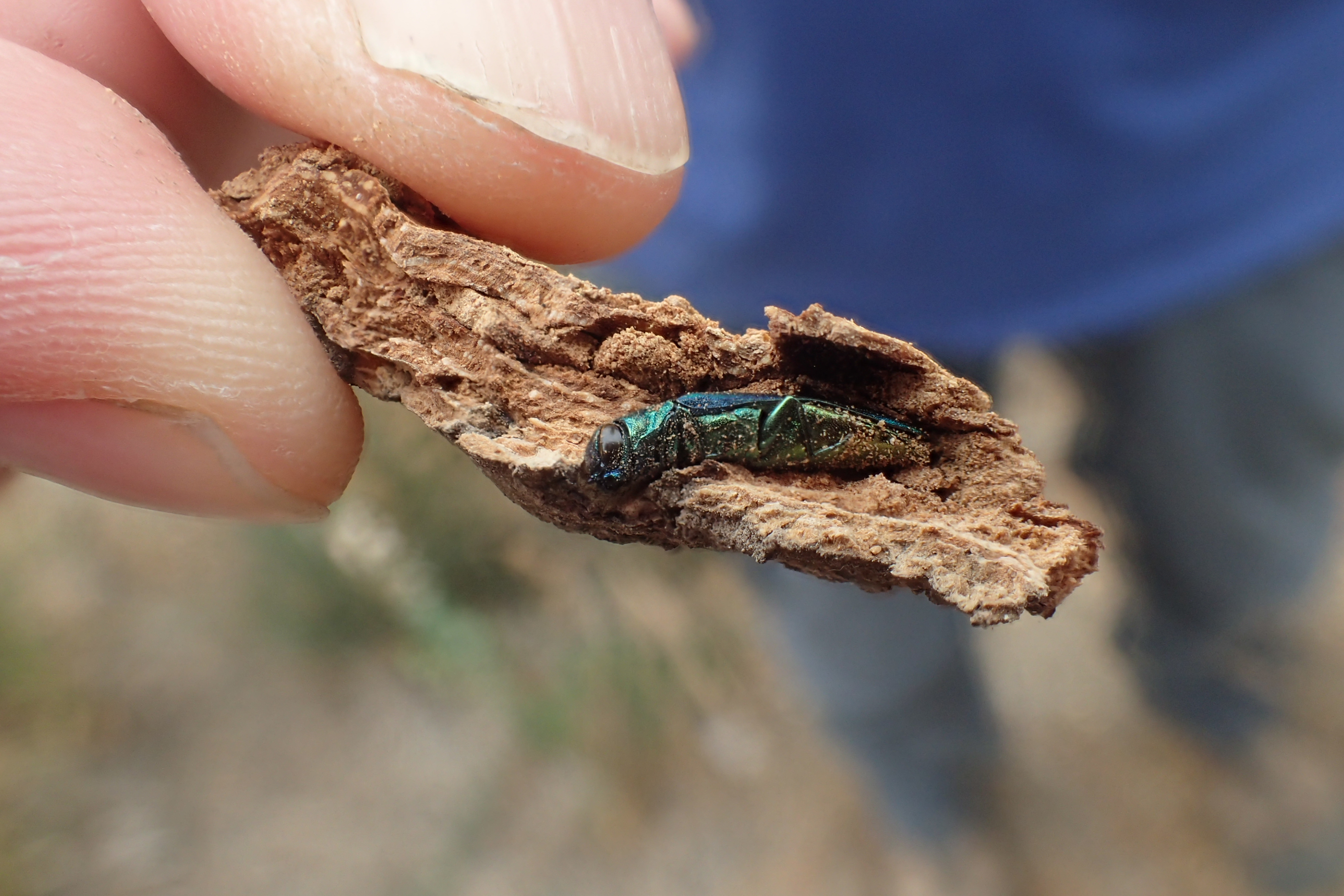 Emerald Ash Borer: What Puget Sound Needs to Know Before It