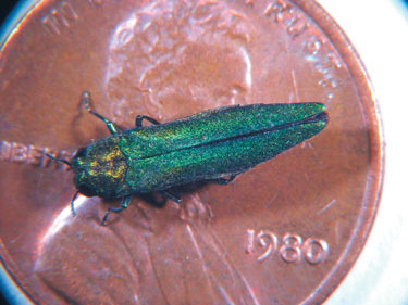 Adult emerald ash borer on a U.S. penny for scale. The beetle is 8.5-14 mm long with bright metallic green dorsal coloration. USDA Forest Service, public domain.