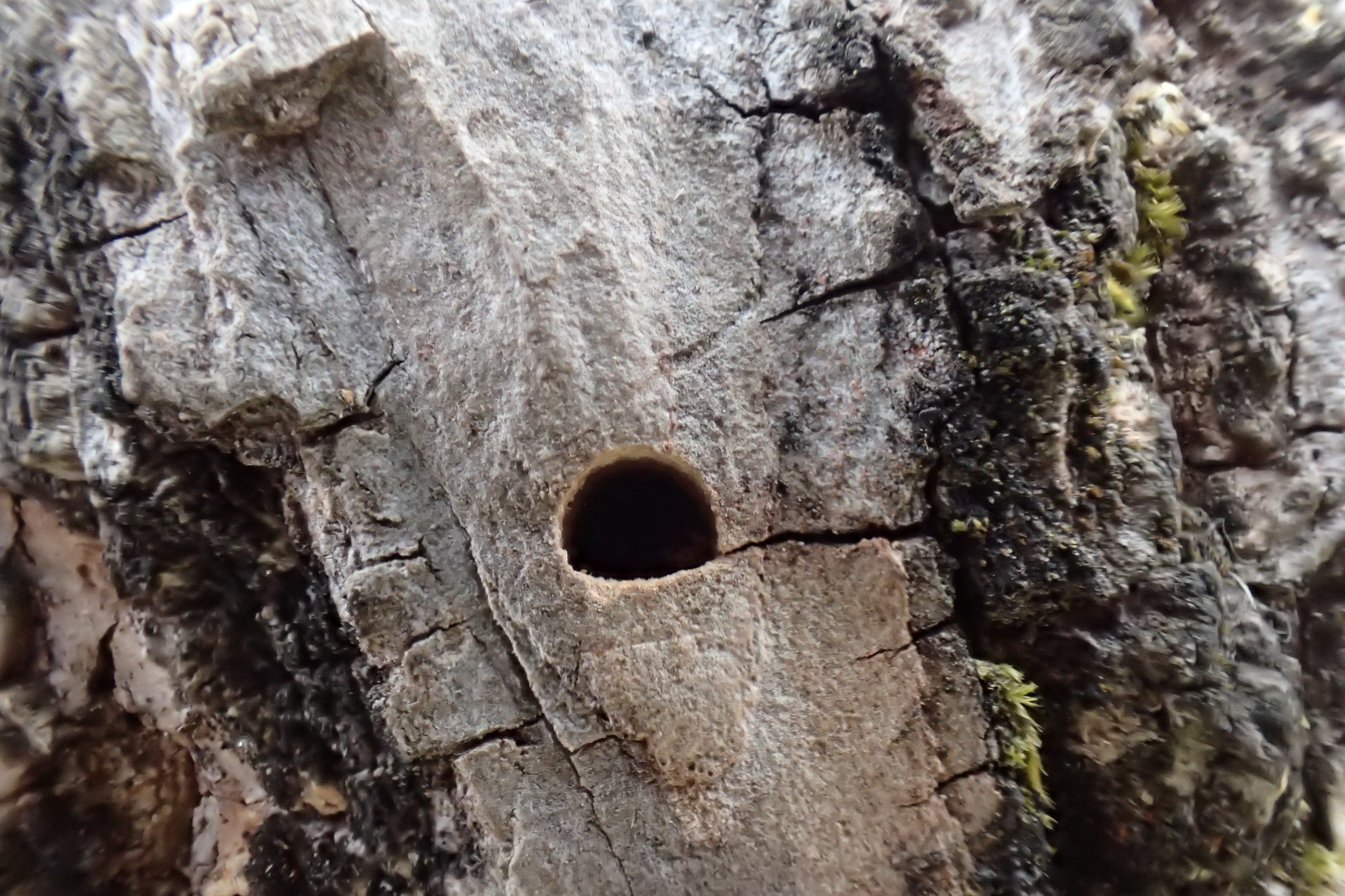 D-shaped exit hole in Oregon ash bark from the Forest Grove detection site, August 2022. The hole is approximately 3-4 mm across. USFWS photo: Tom Brumbelow.