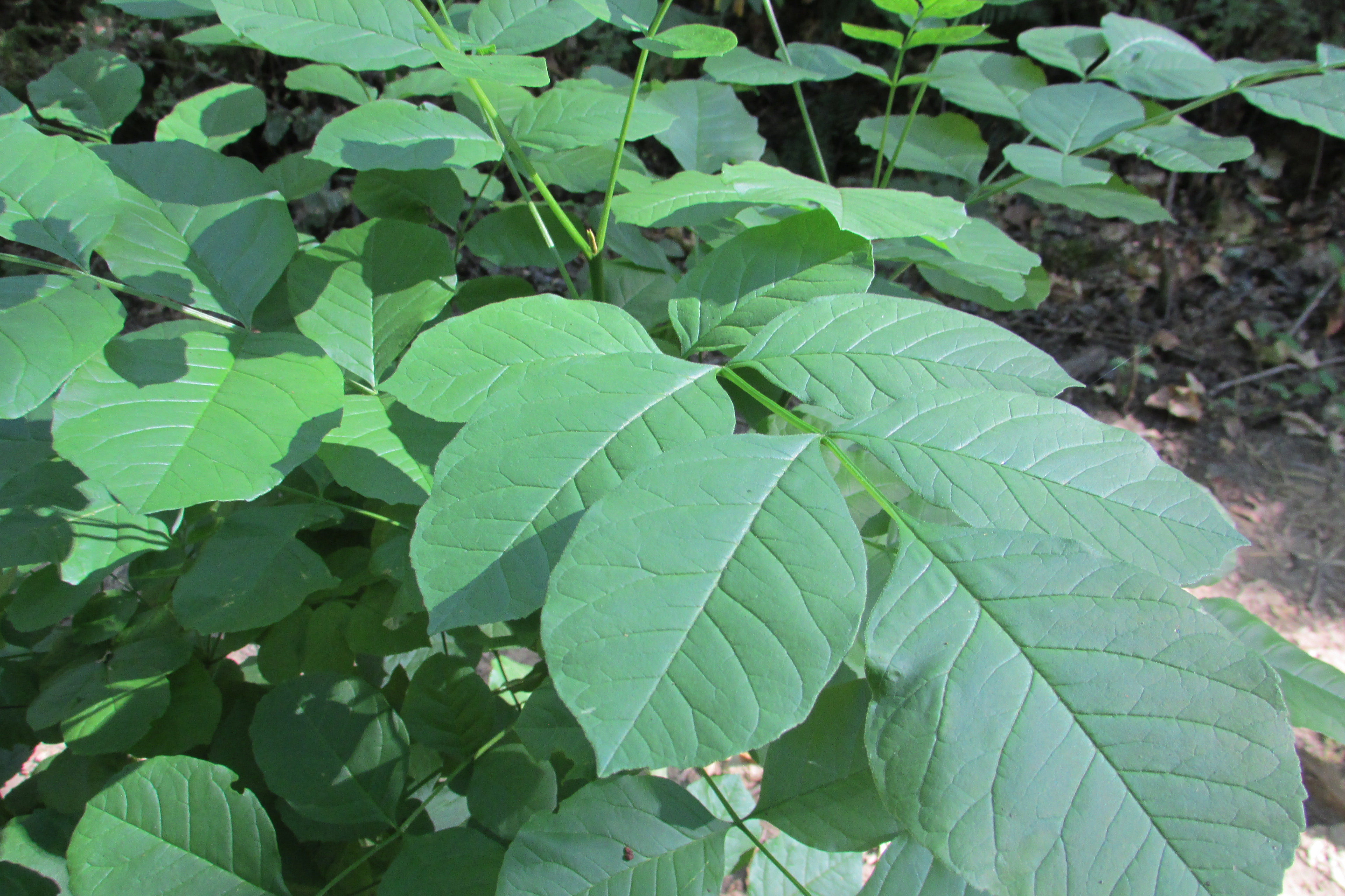 Oregon ash (Fraxinus latifolia) in Metzler Park, Oregon. Photo: Chris Light, Wikimedia Commons, CC BY-SA 4.0.