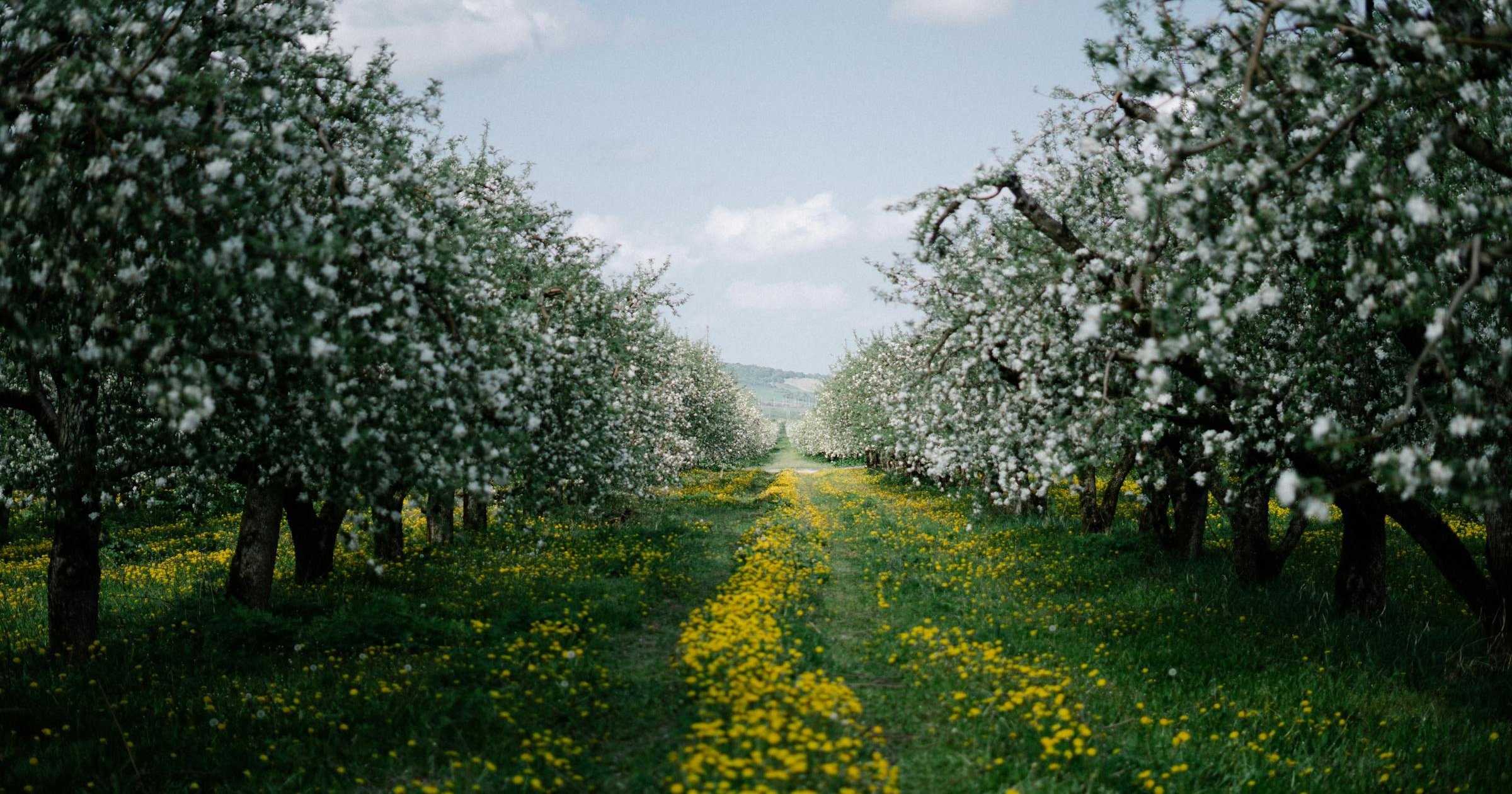 Fire Blight Bloom Window: Reading the Risk and Knowing When to Act