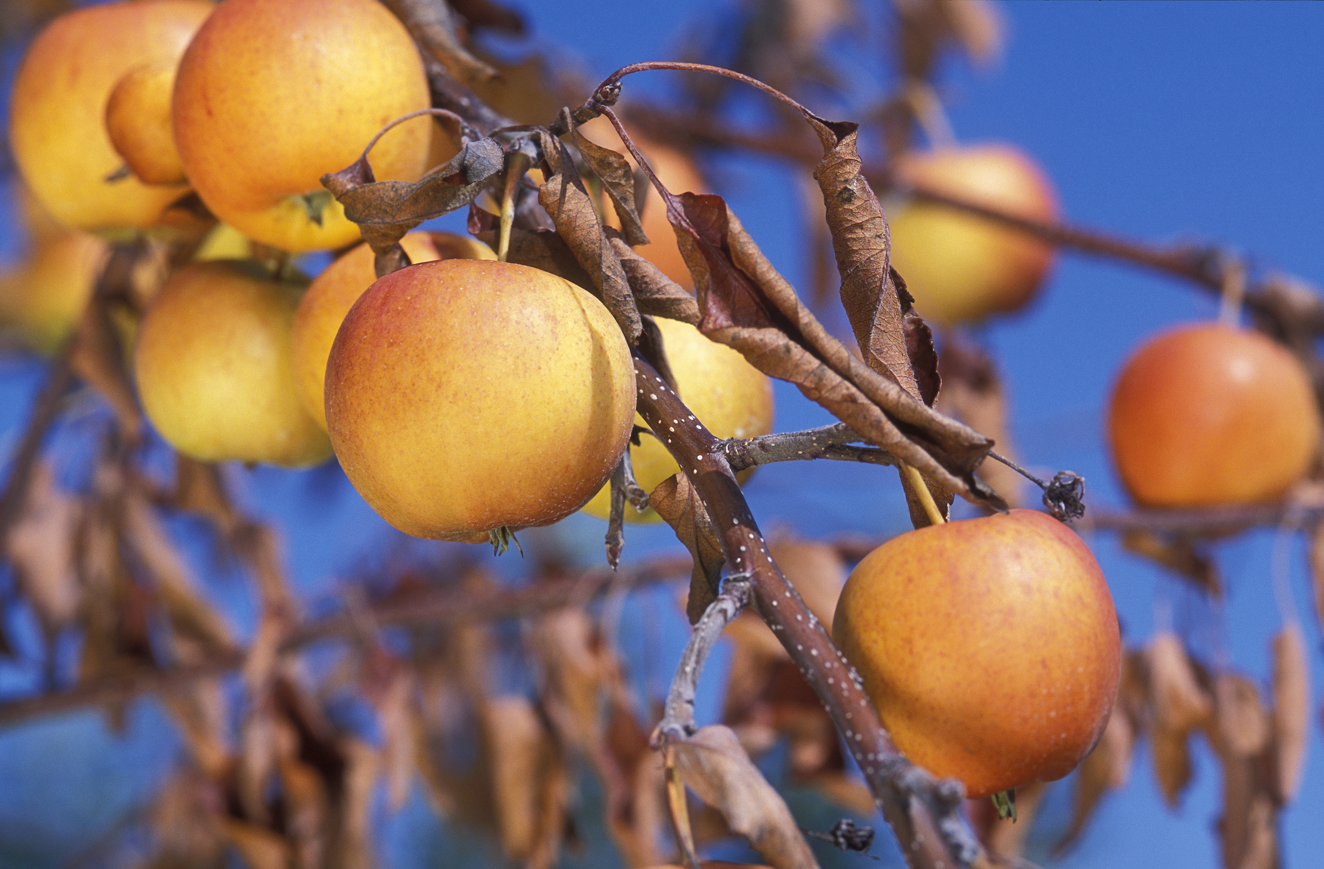Gala apple branch with brown scorched leaves from severe fire blight infection