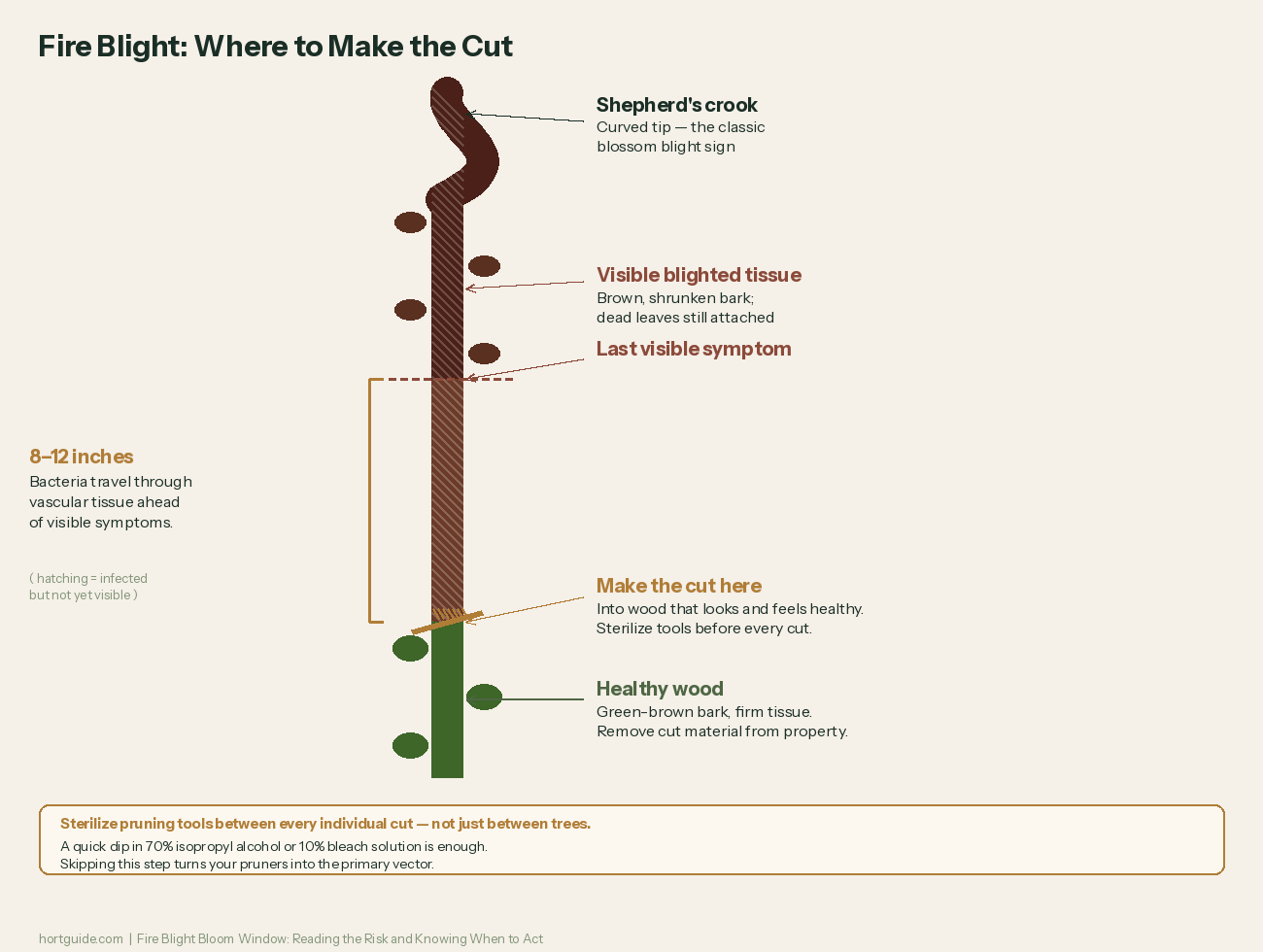 Diagram of an apple branch with shepherd's crook at tip, visible blighted tissue zone, and a cut line marked 8-12 inches below the last visible symptom