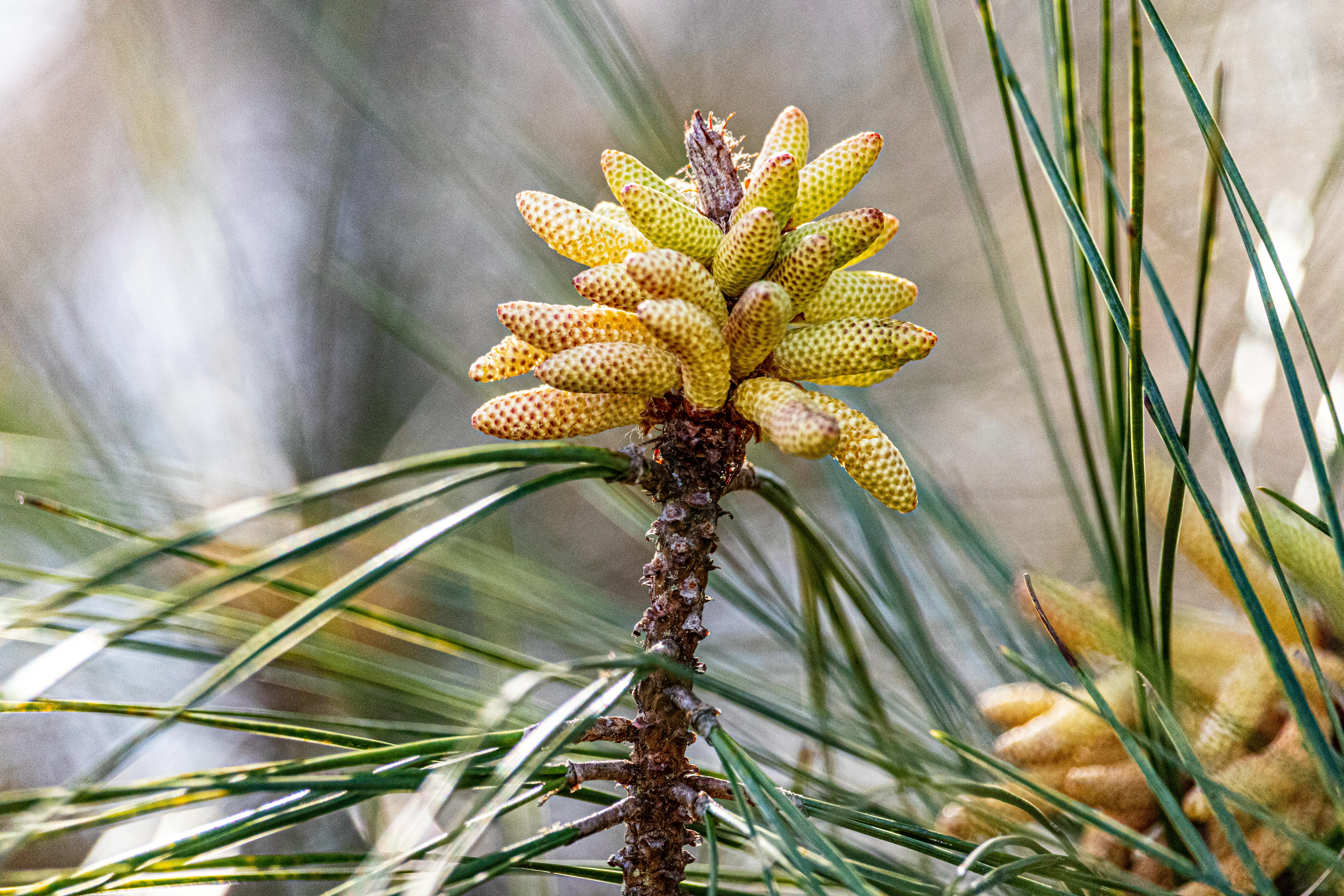 A male pollen cone (microsporangiate strobilus) on a pine branch: the small, soft, pollen-producing structure that releases clouds of yellow pollen each spring before disintegrating.
