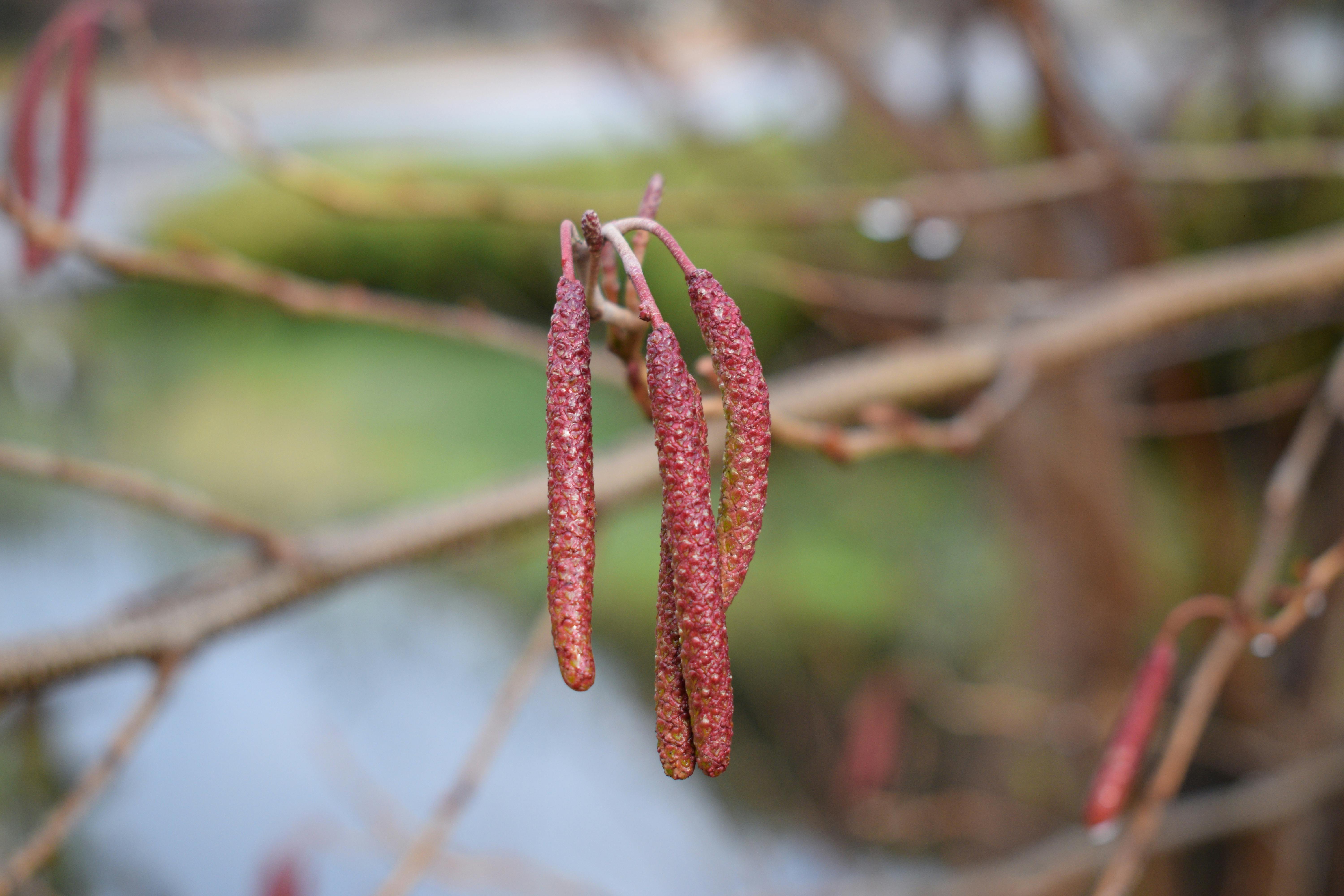 Red alder (Alnus rubra) catkins dangling from a branch: the pendulous male reproductive structures that flood the Puget Sound air with pollen in February and March, well before the leaves emerge.