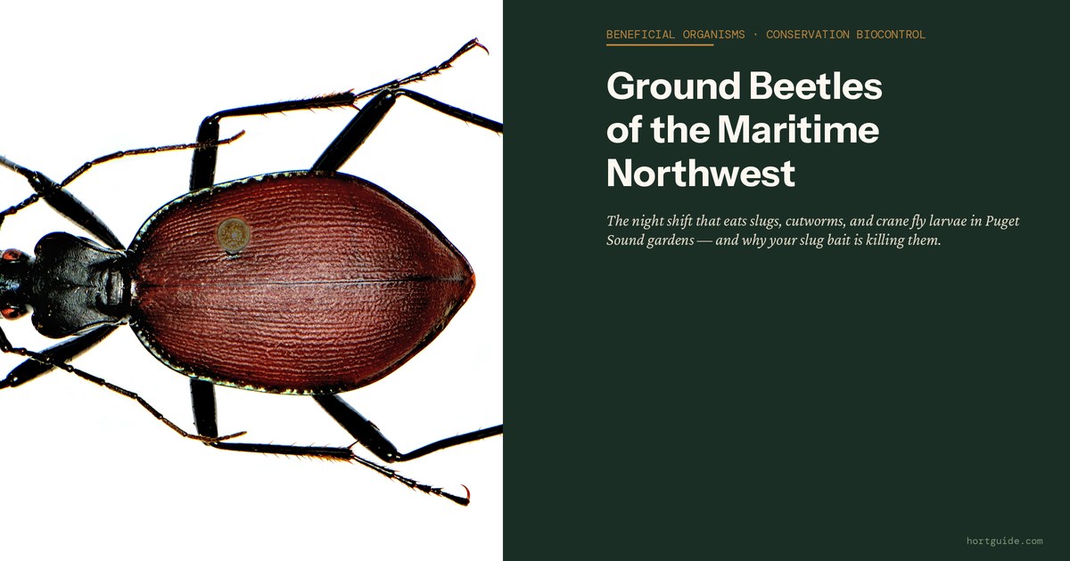 Ground Beetles: The Night Shift Working Your Slug Problem