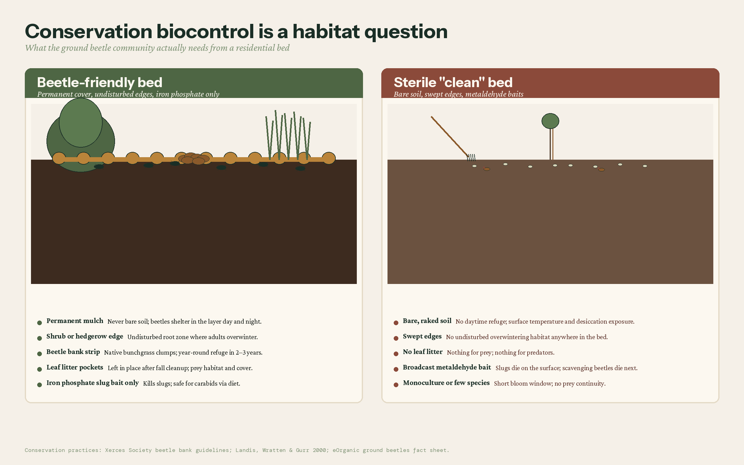 Side-by-side diagram comparing a beetle-friendly garden bed with permanent mulch, shrub edge, bunchgrass bank strip, and leaf-litter pockets to a sterile raked bed with bare soil, broadcast metaldehyde pellets, and dead beetles