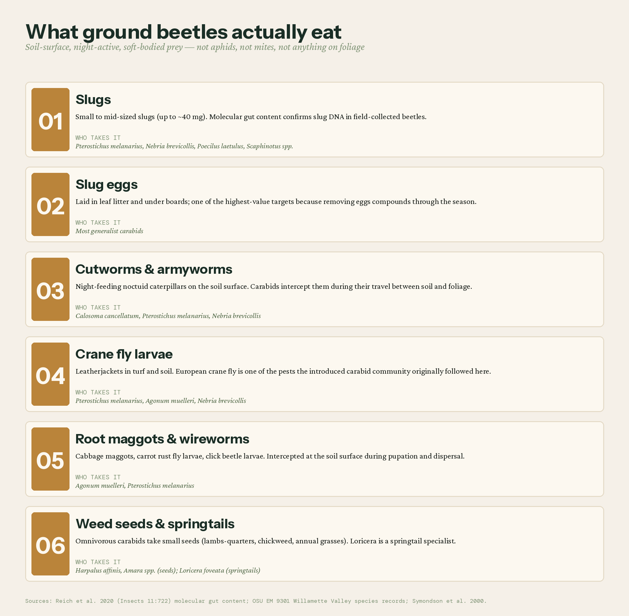 Six categories of soil-surface prey that ground beetles actually eat in Puget Sound gardens: slugs, slug eggs, cutworms, crane fly larvae, root maggots, and weed seeds, with the carabid species credited with taking each one