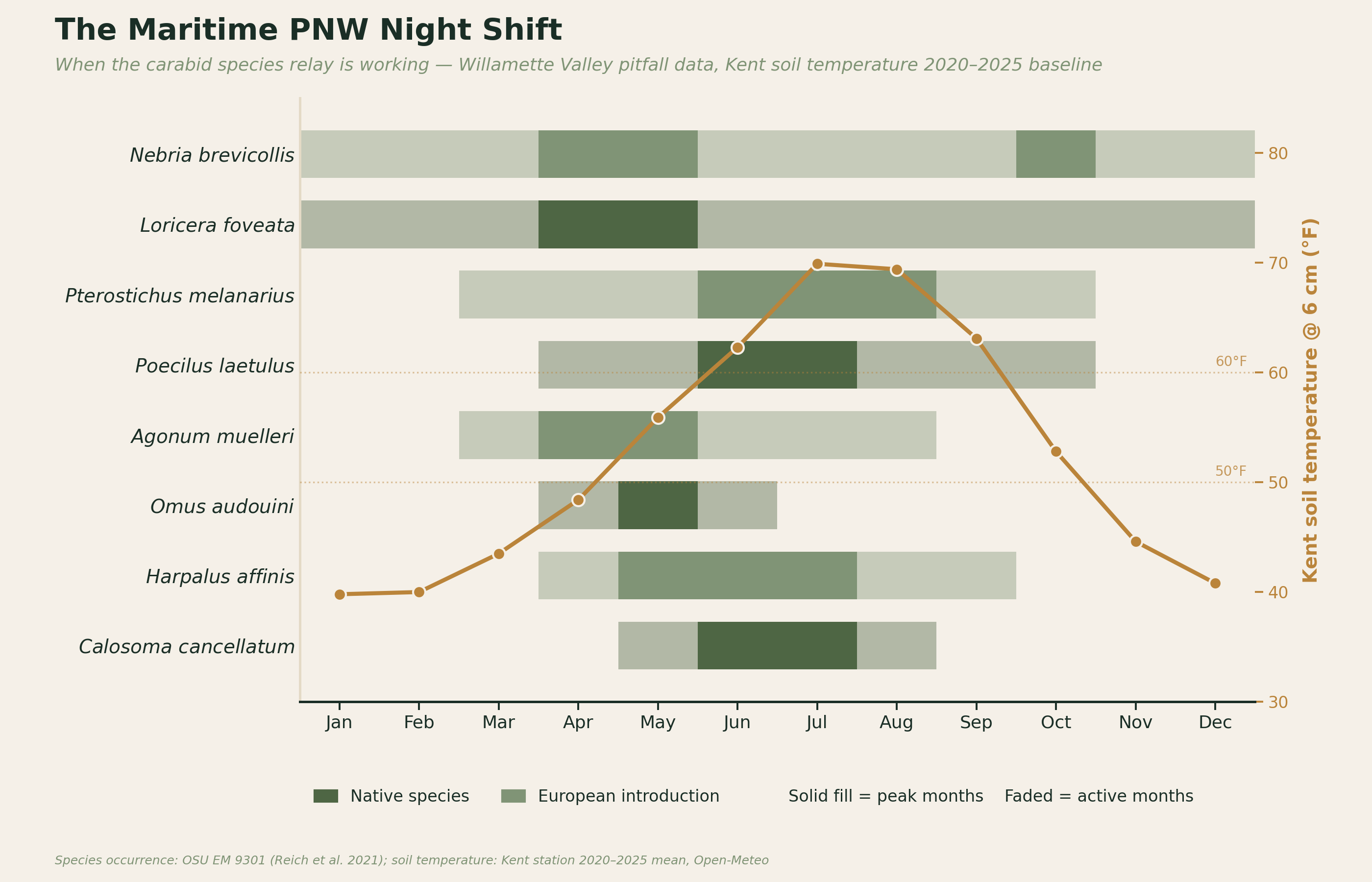 Horizontal calendar chart showing eight ground beetle species active across the twelve months of the year, with Kent mean soil temperature at six centimeters overlaid, highlighting the year-round Nebria and Loricera, the March through October Pterostichus and Poecilus, and the spring and summer specialist bands