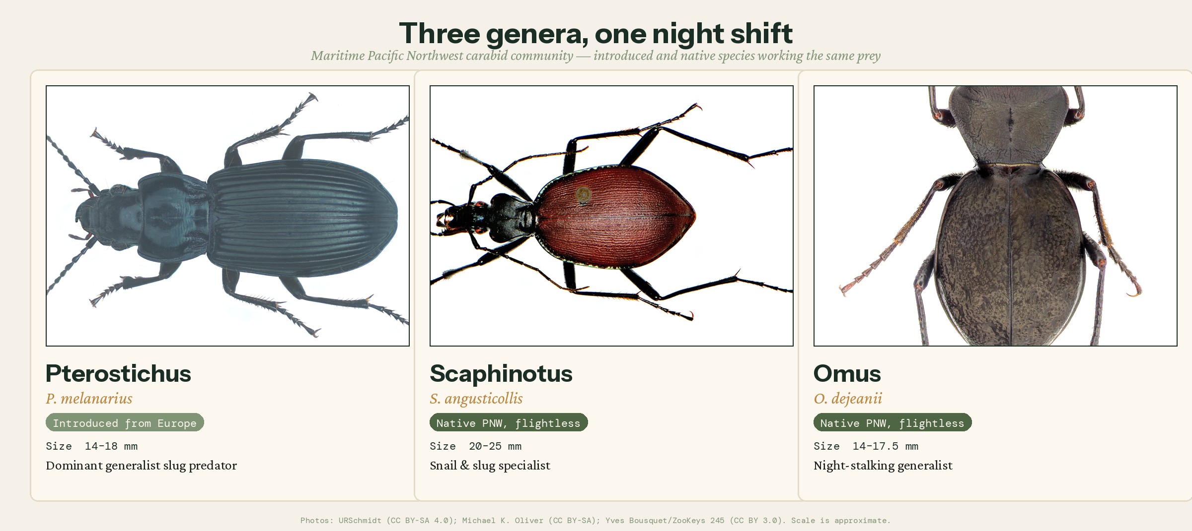 Three ground beetle genera compared: Pterostichus melanarius (European generalist), Scaphinotus angusticollis (native PNW snail specialist), and Omus dejeanii (native PNW flightless night-stalking tiger beetle)