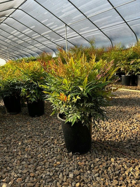 Gulf Stream nandina showing compact evergreen foliage with bronze-tipped