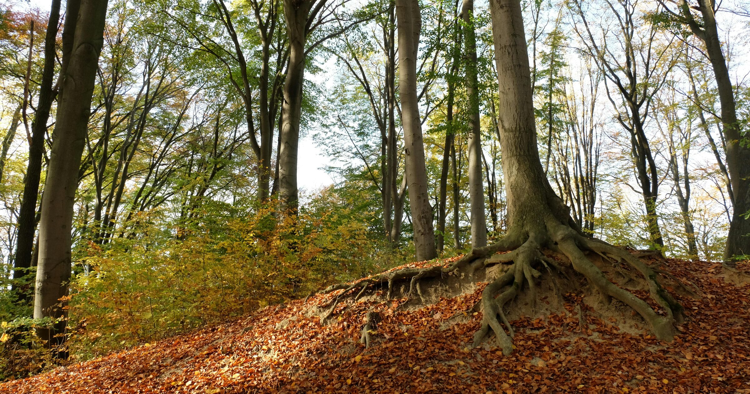 How Tree Roots Grow and Develop
