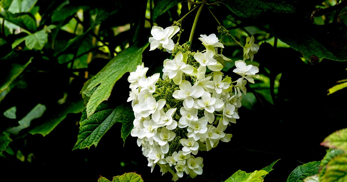 Hydrangea Selection for the Puget Sound Lowlands