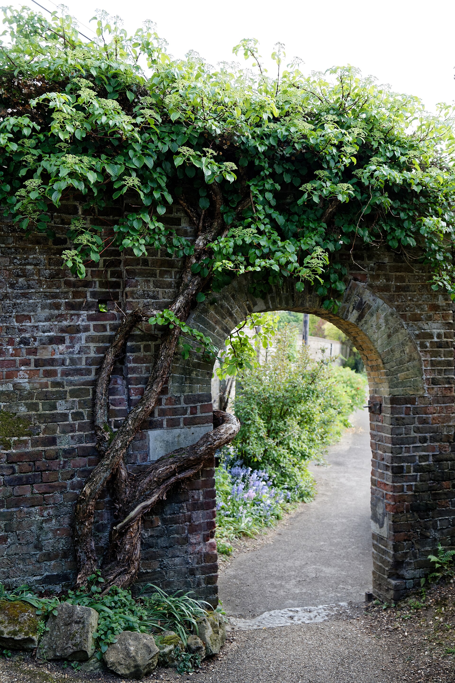 Mature climbing hydrangea covering a brick garden archway at Myddelton House, Enfield, London