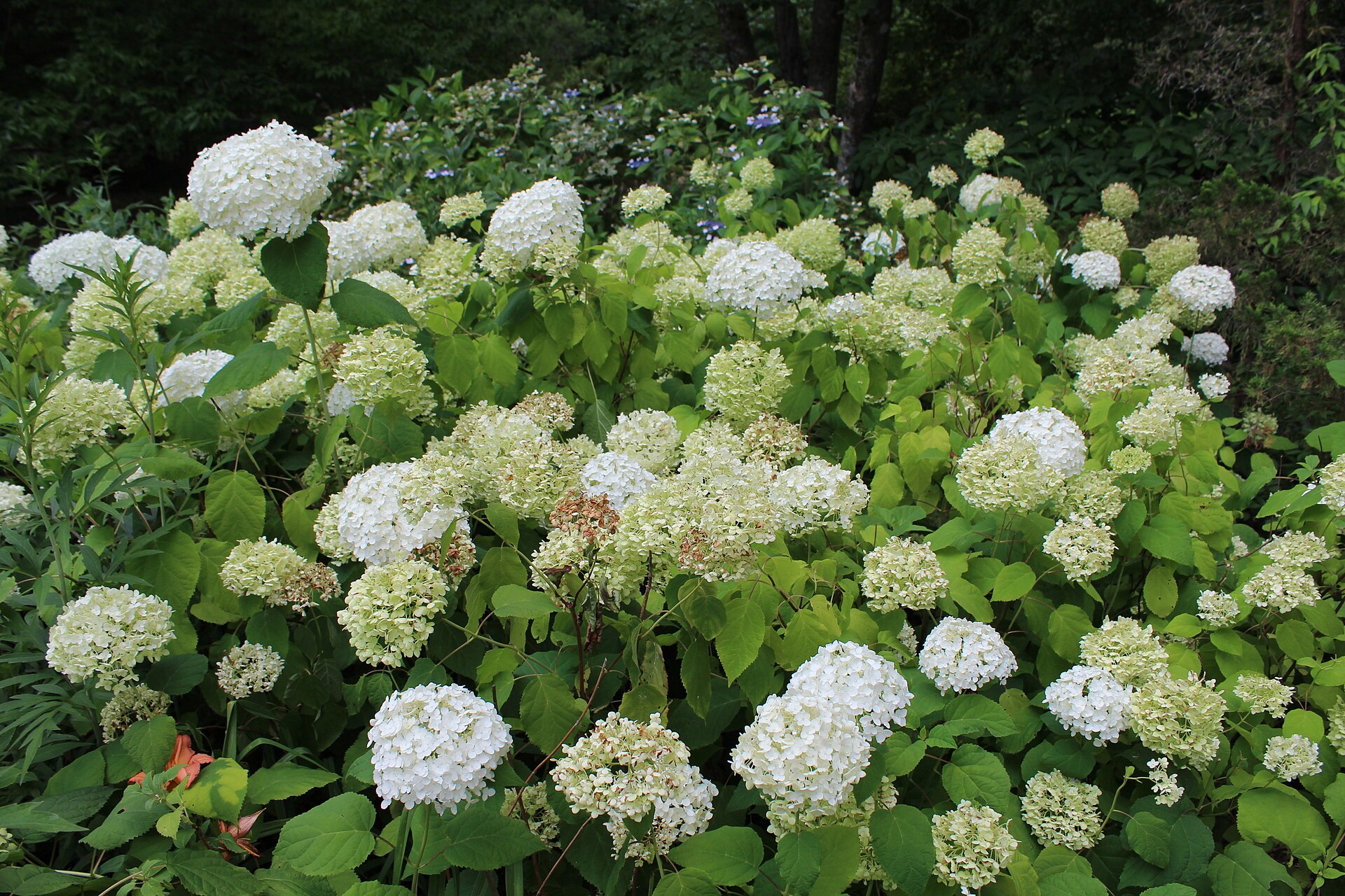 Mass planting of 'Annabelle' smooth hydrangea in bloom at Coker Arboretum
