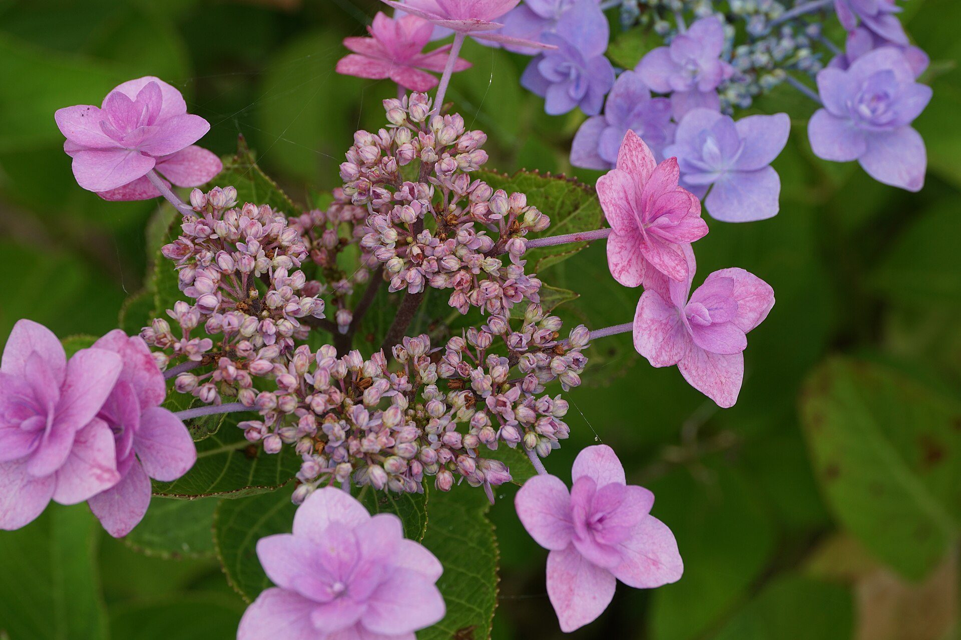 Pink bigleaf hydrangea lacecap with sterile ray florets and central fertile florets