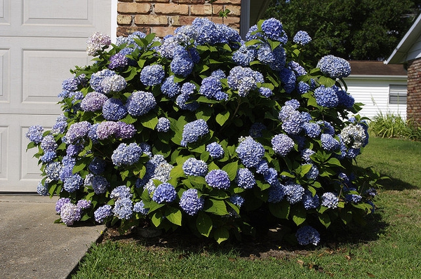 Blue mophead bigleaf hydrangea shrub in full bloom