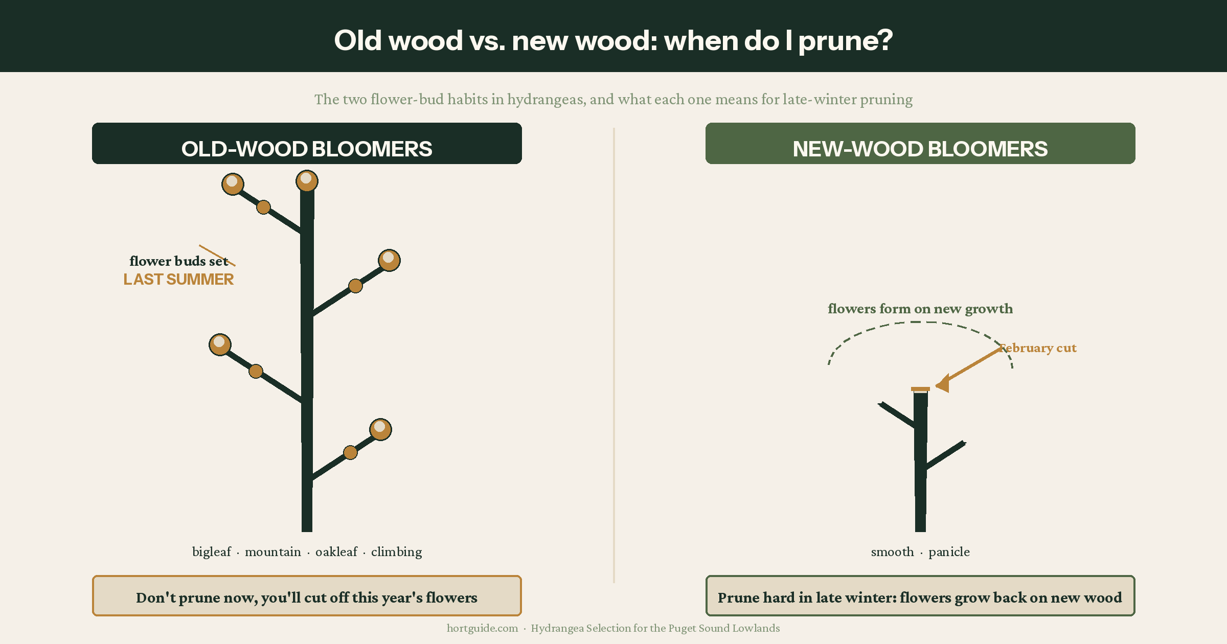 Side-by-side winter stem comparison: old-wood hydrangea with flower buds set on last year's growth versus new-wood hydrangea cut hard in late winter to regrow and flower on new growth