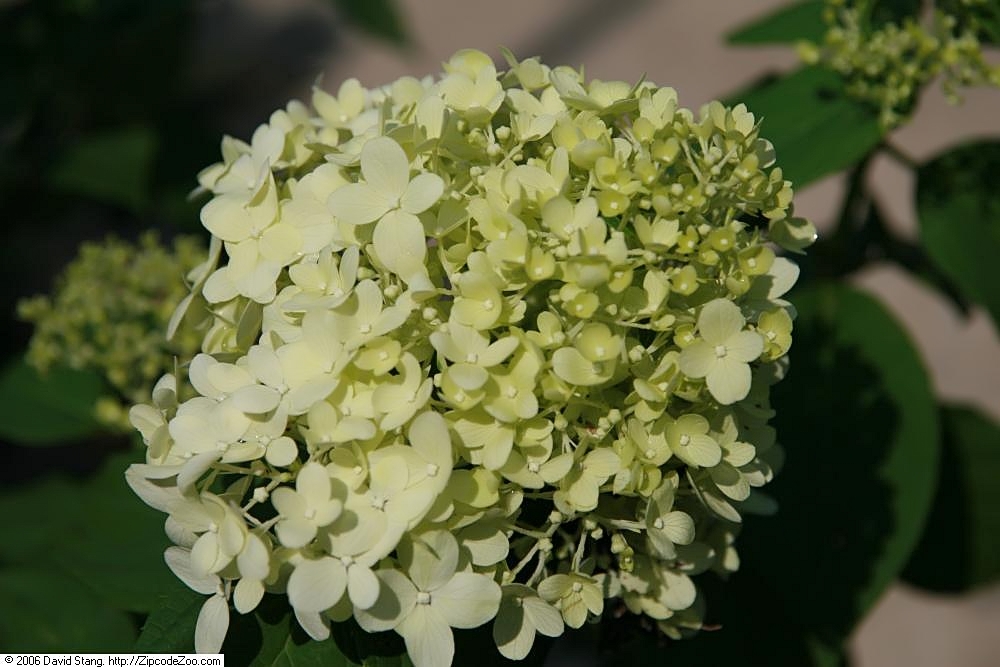 Chartreuse conical flower panicle of Hydrangea paniculata 'Limelight'
