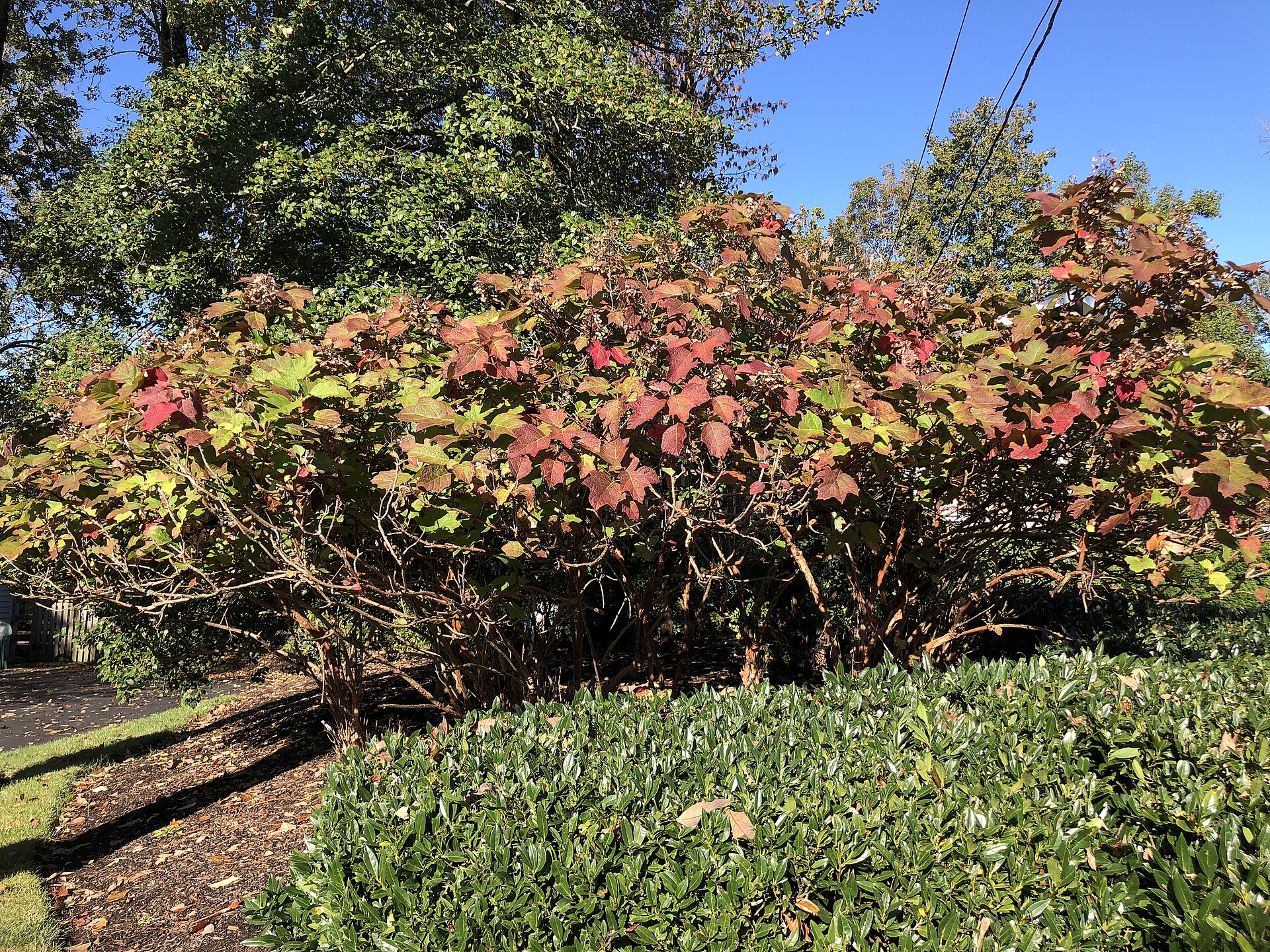 Oakleaf hydrangea shrub with burgundy fall foliage