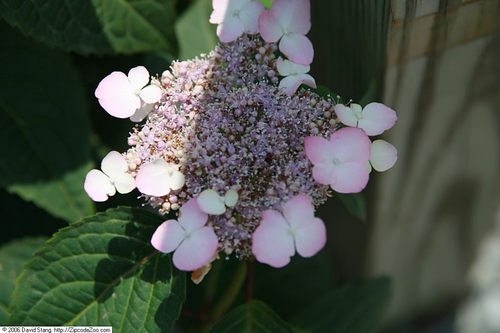 Pink mountain hydrangea lacecap bloom with central fertile disk
