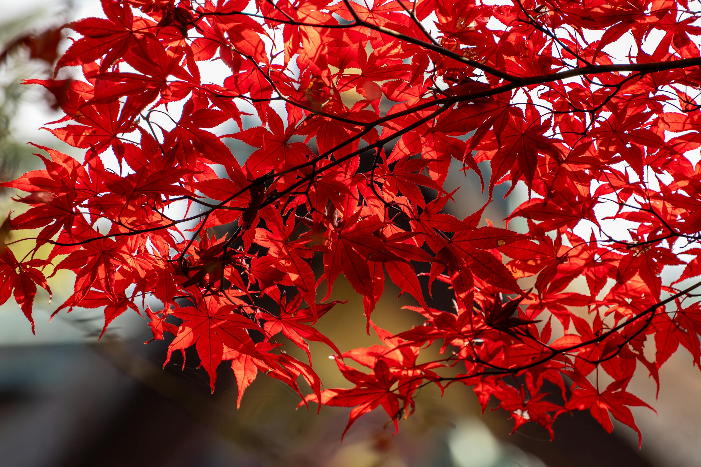 Guide to Acer palmatum, a featured landscape plant for gardens in Western Washington