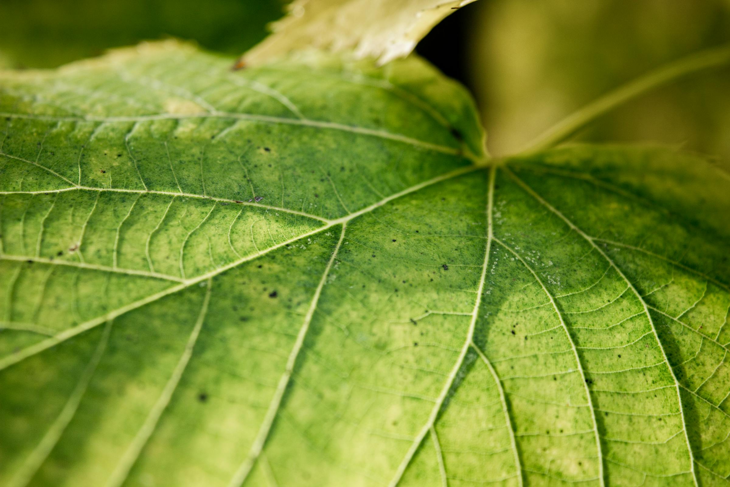 Leaf Spot Diseases: When to Worry and What to Do About It