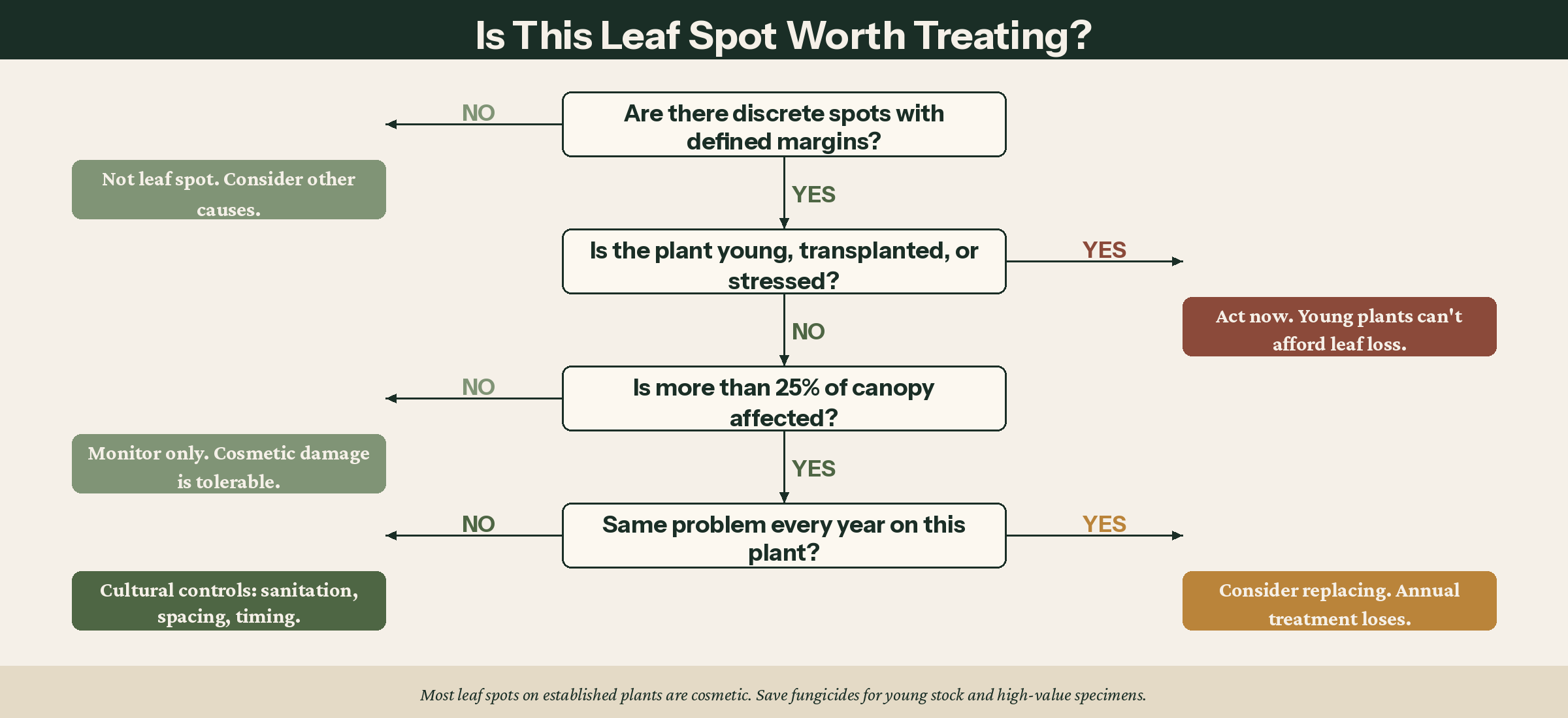 Diagnostic flowchart for deciding whether leaf spot is worth treating, walking through questions about spot type, plant age, canopy coverage, and recurrence