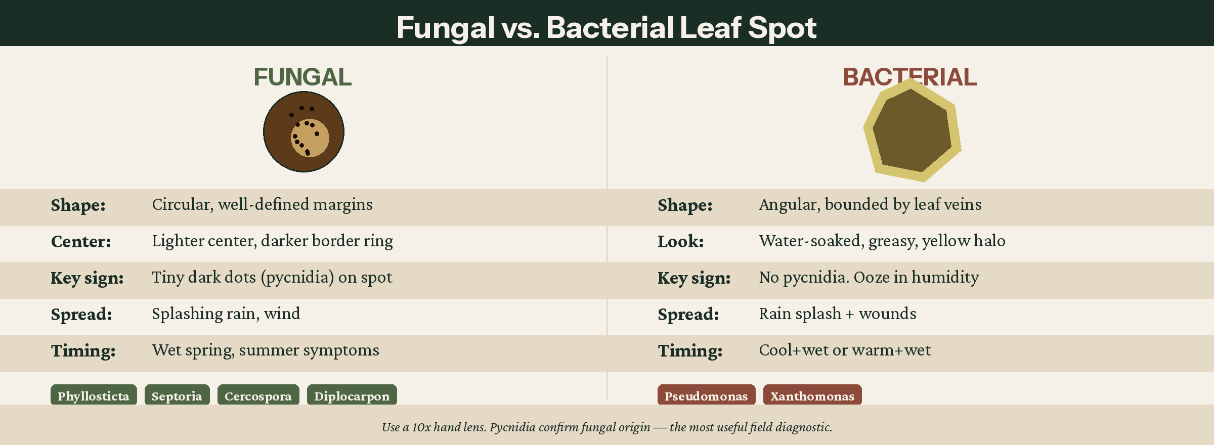 Fungal vs. bacterial leaf spot comparison showing circular fungal spots with pycnidia on the left and angular bacterial spots with yellow halos on the right