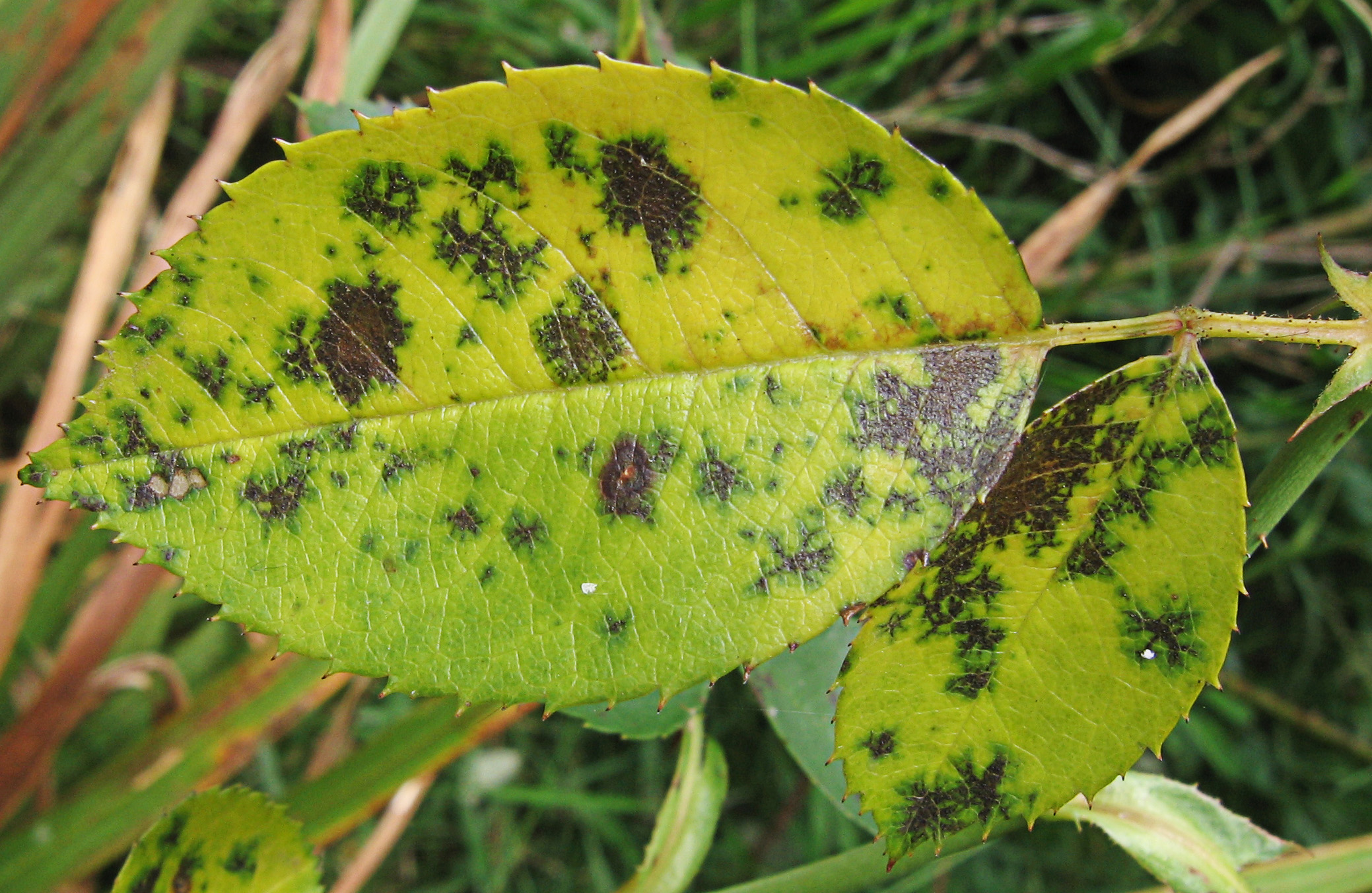 Rose black spot showing yellowing leaves with dark lesions that cause progressive defoliation