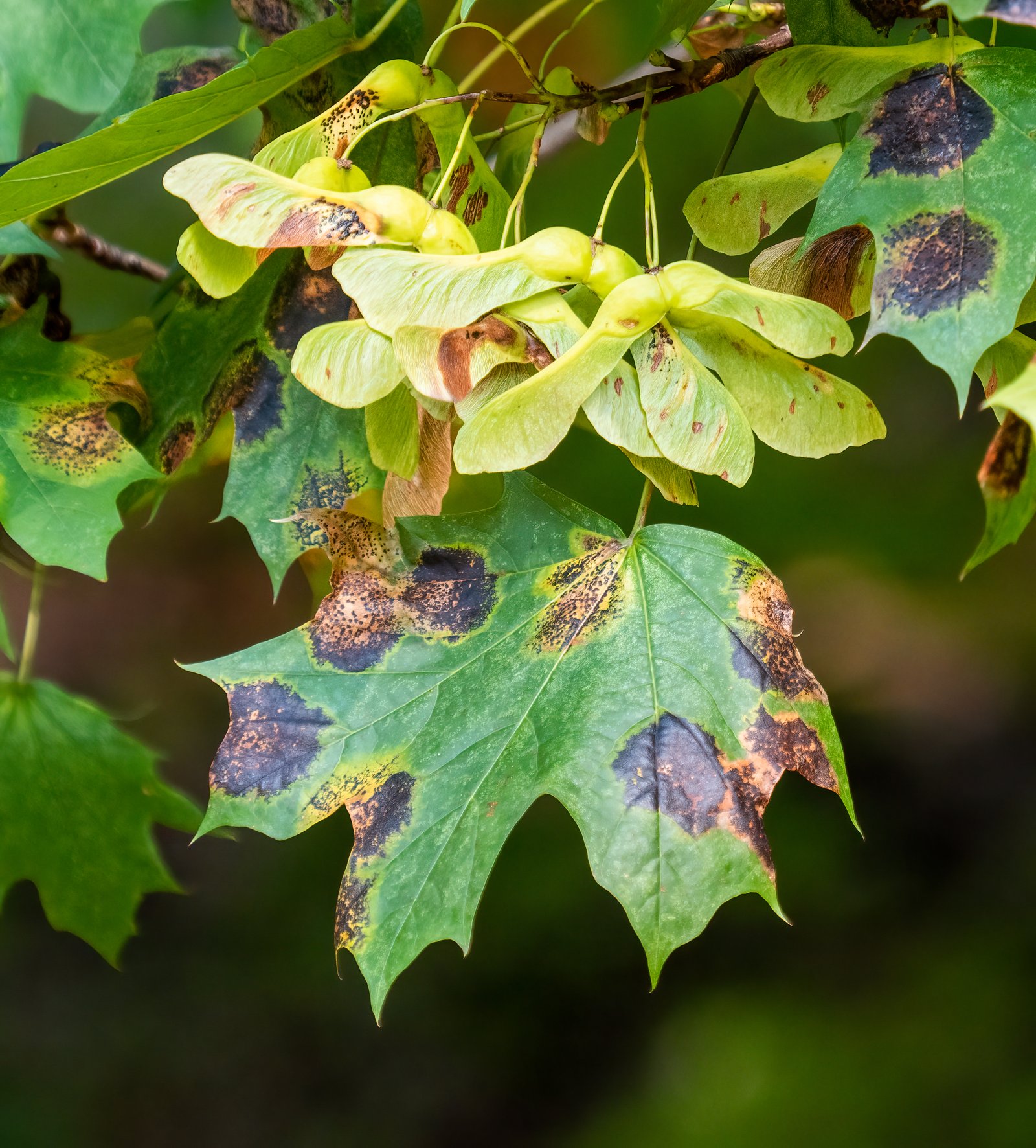 Tar spot on maple leaf showing dramatic black blotches that are purely cosmetic