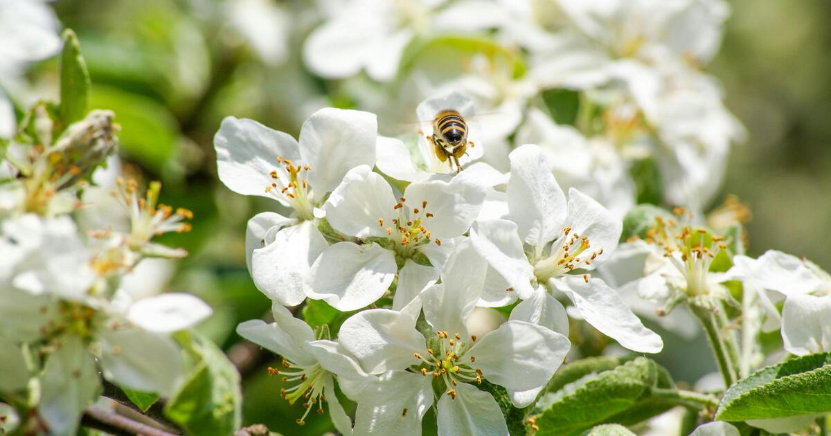 Mason Bees: The Pollinators Already in Your Garden