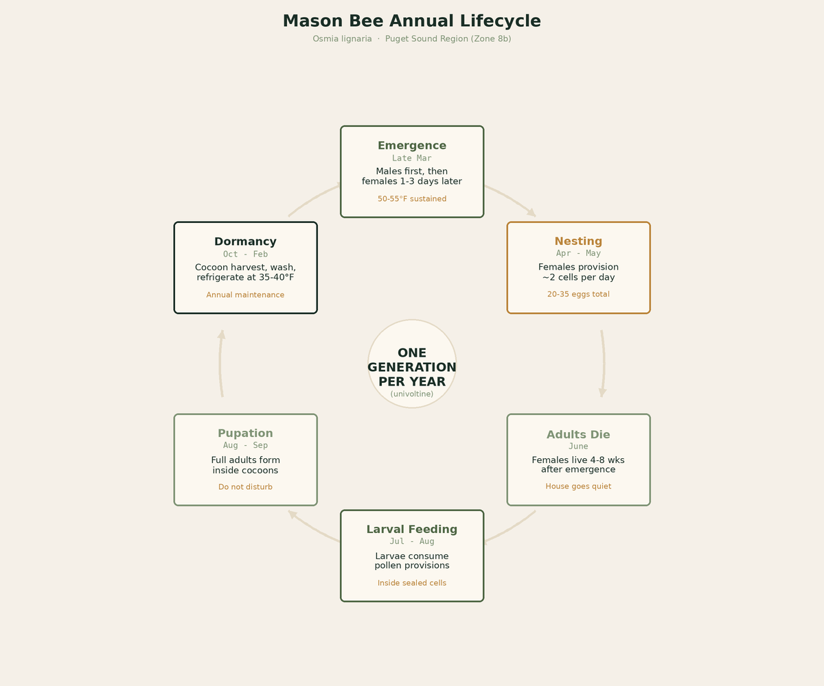 Mason bee annual lifecycle diagram showing six stages: Emergence (late March), Nesting (April-May), Adults Die (June), Larval Feeding (July-August), Pupation (August-September), Dormancy (October-February)