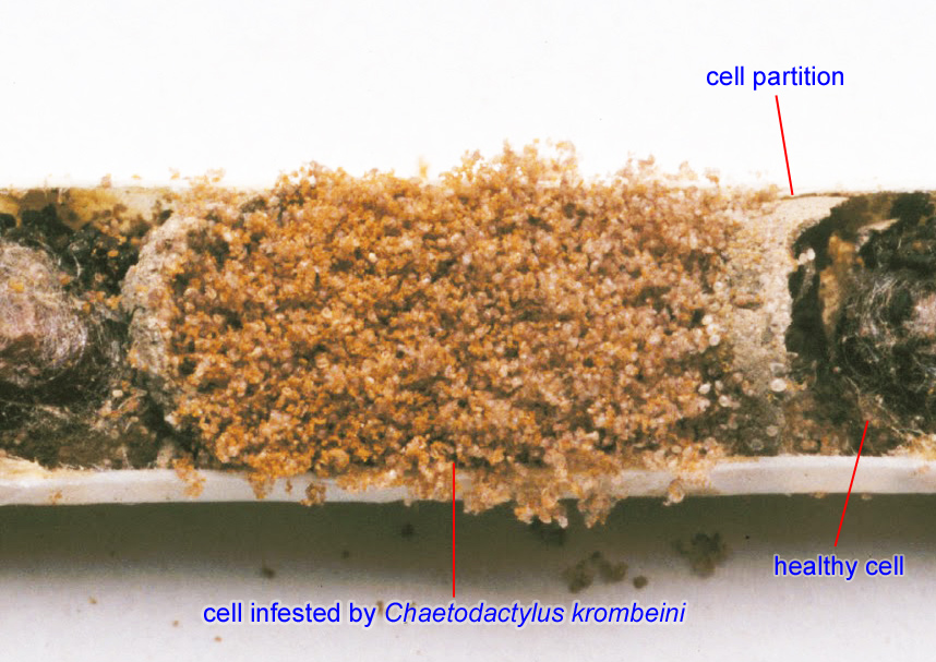 Annotated cross-section of mason bee nest tube showing healthy cell, cell partition, and cell infested by Chaetodactylus krombeini pollen mites