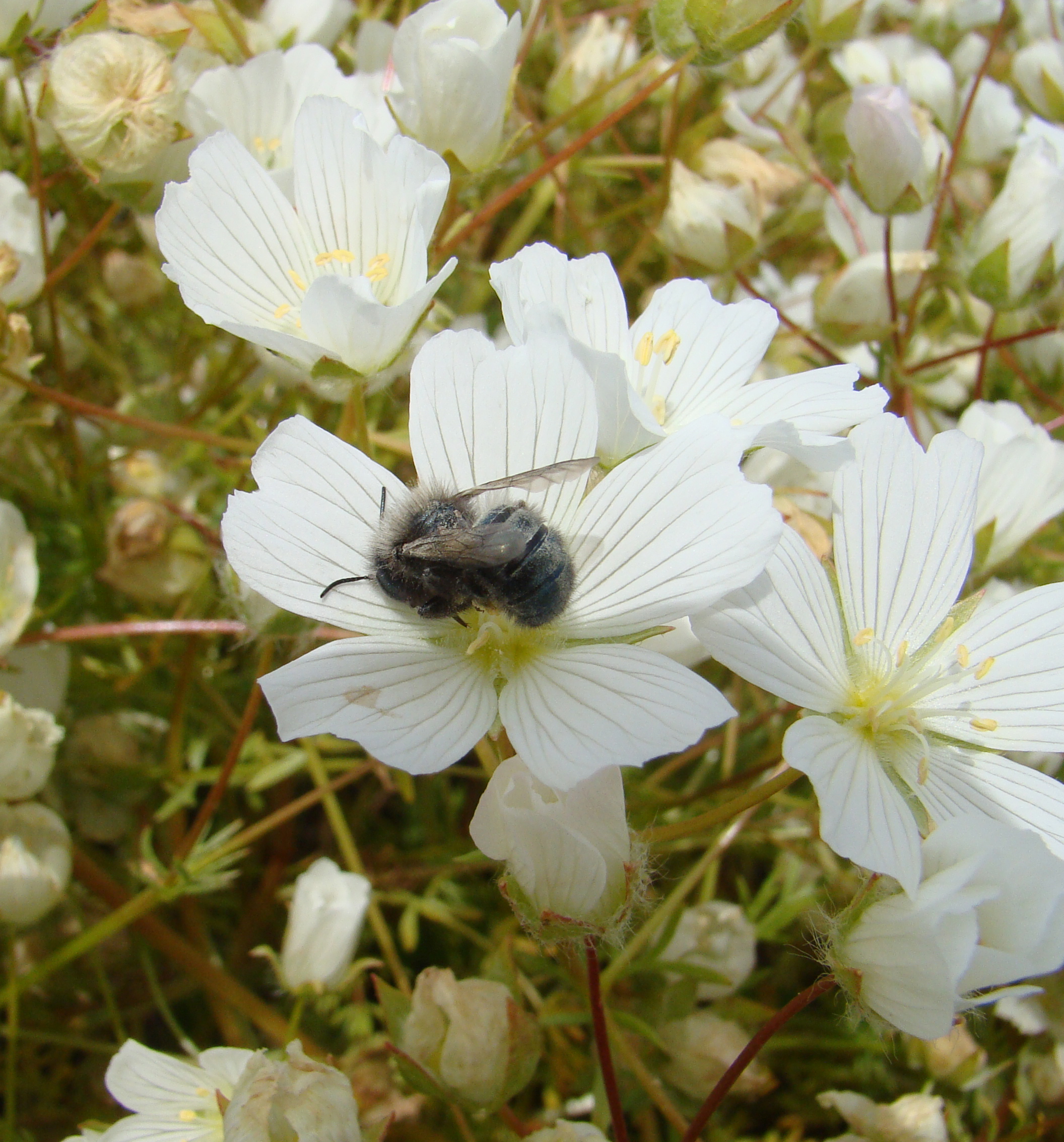 Female mason bee (Osmia lignaria) foraging on white flowers, showing metallic blue-black coloring and fuzzy body