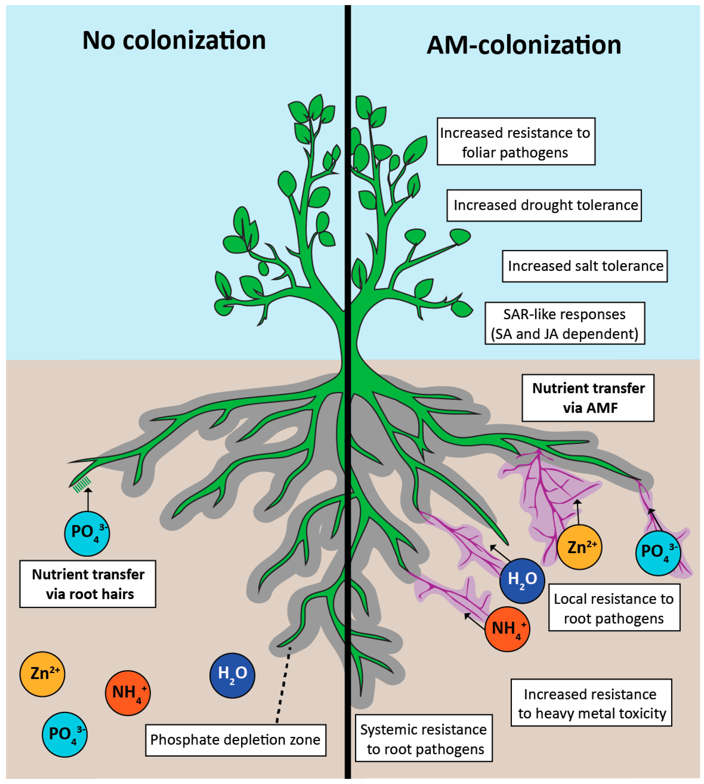 Uncolonized root vs. AM-colonized root showing hyphal network extending beyond the phosphate depletion zone