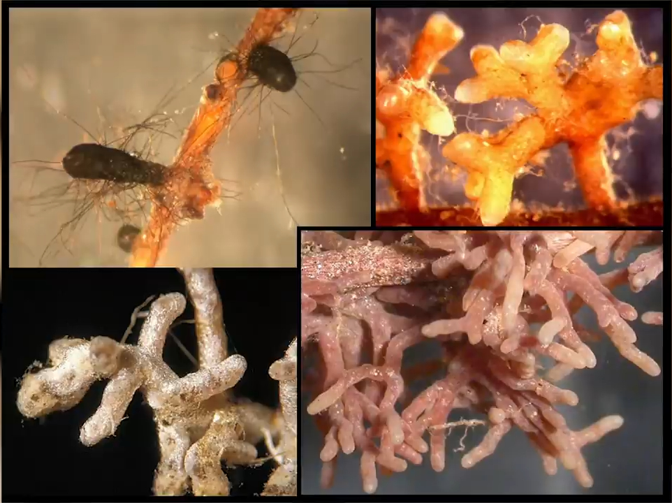 Four forms of ectomycorrhizal root tips photographed under magnification