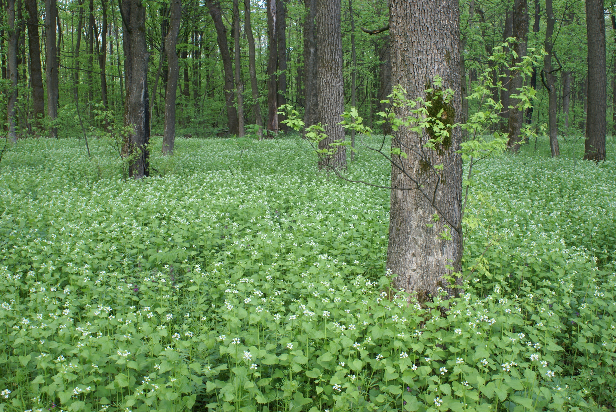 Garlic mustard covering the floor of a temperate deciduous forest