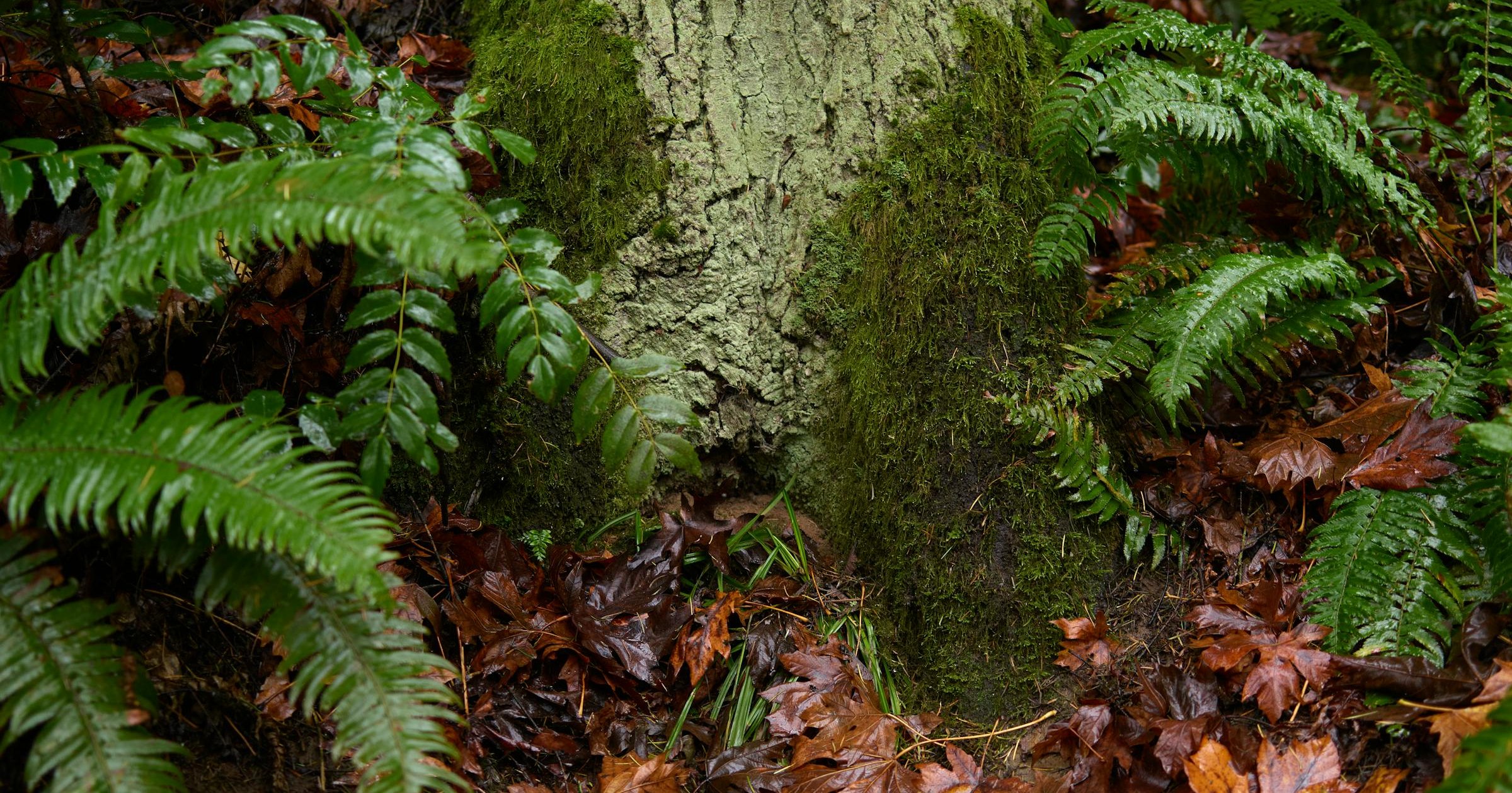 Native Groundcovers: What Your Soil Decides for You