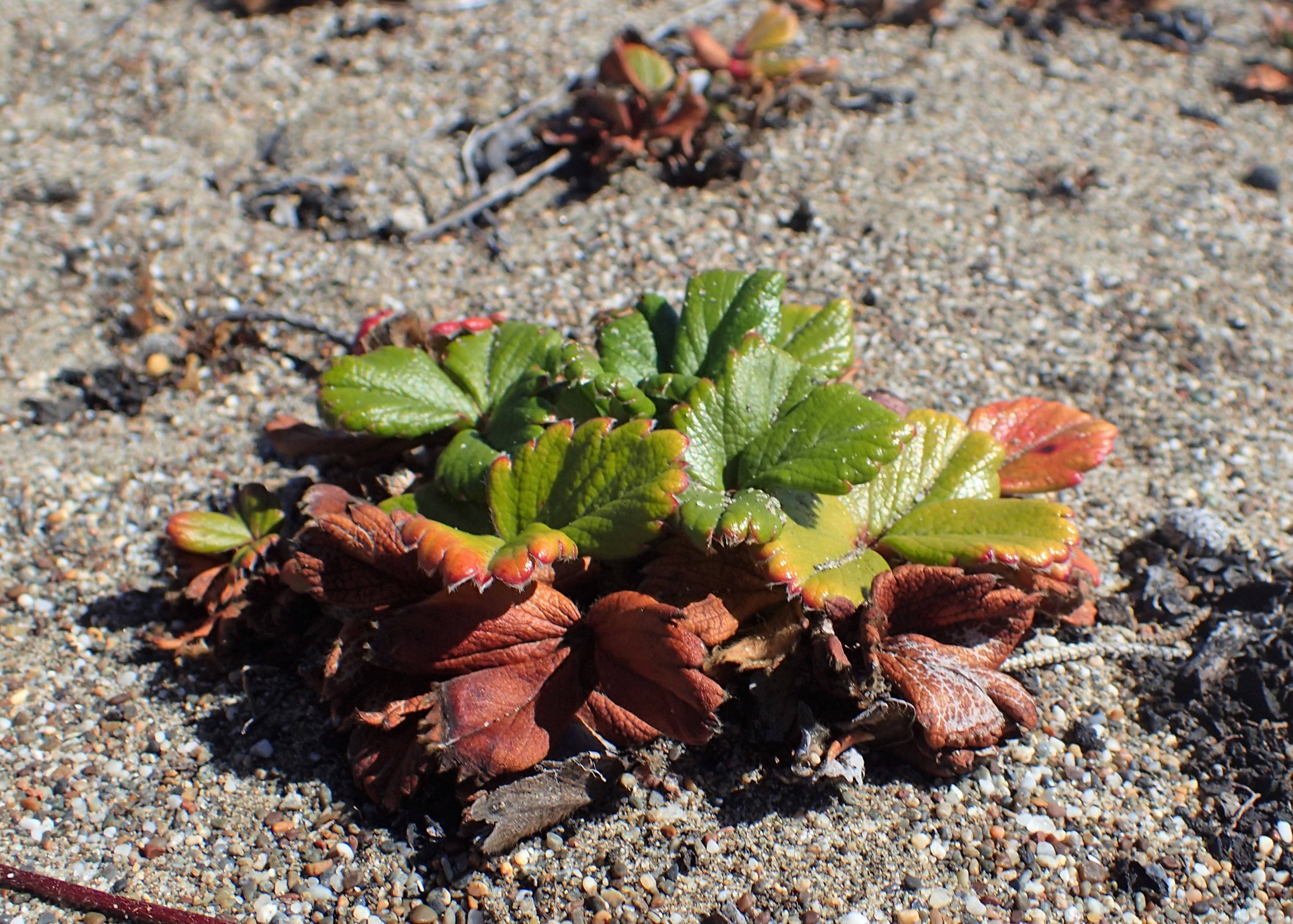 Beach strawberry (Fragaria chiloensis) growing at Bodega Dunes, Sonoma County, California