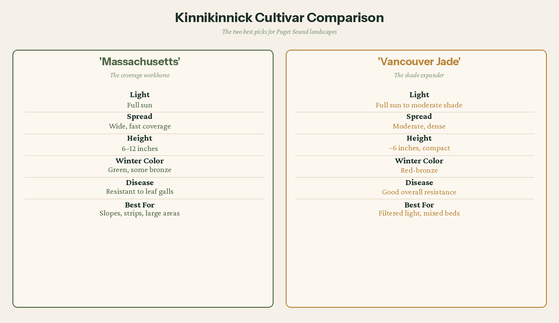 Kinnikinnick cultivar comparison: Massachusetts vs. Vancouver Jade growth habit and key traits