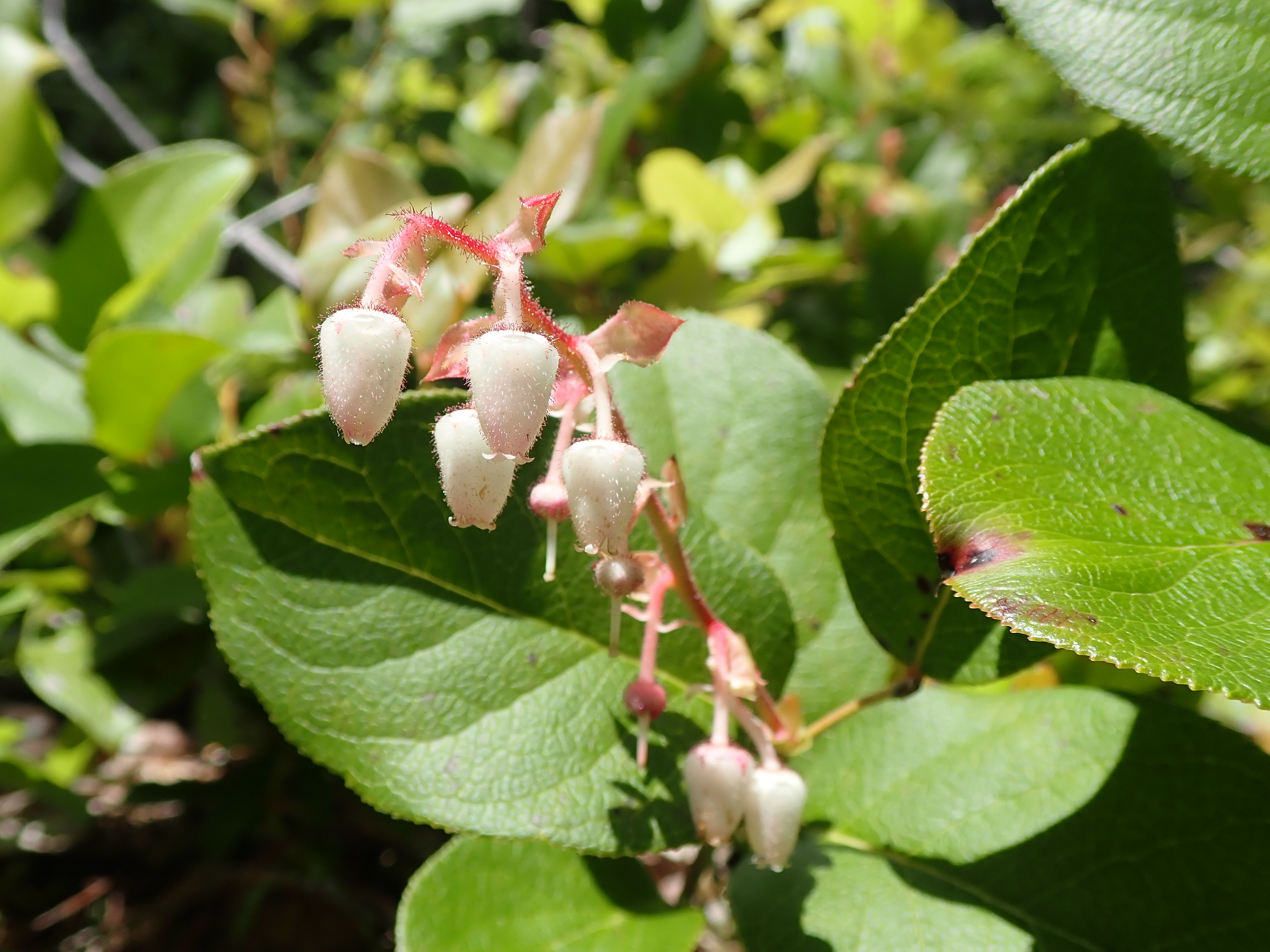 Salal (Gaultheria shallon) showing characteristic bell-shaped flowers and glossy leaves