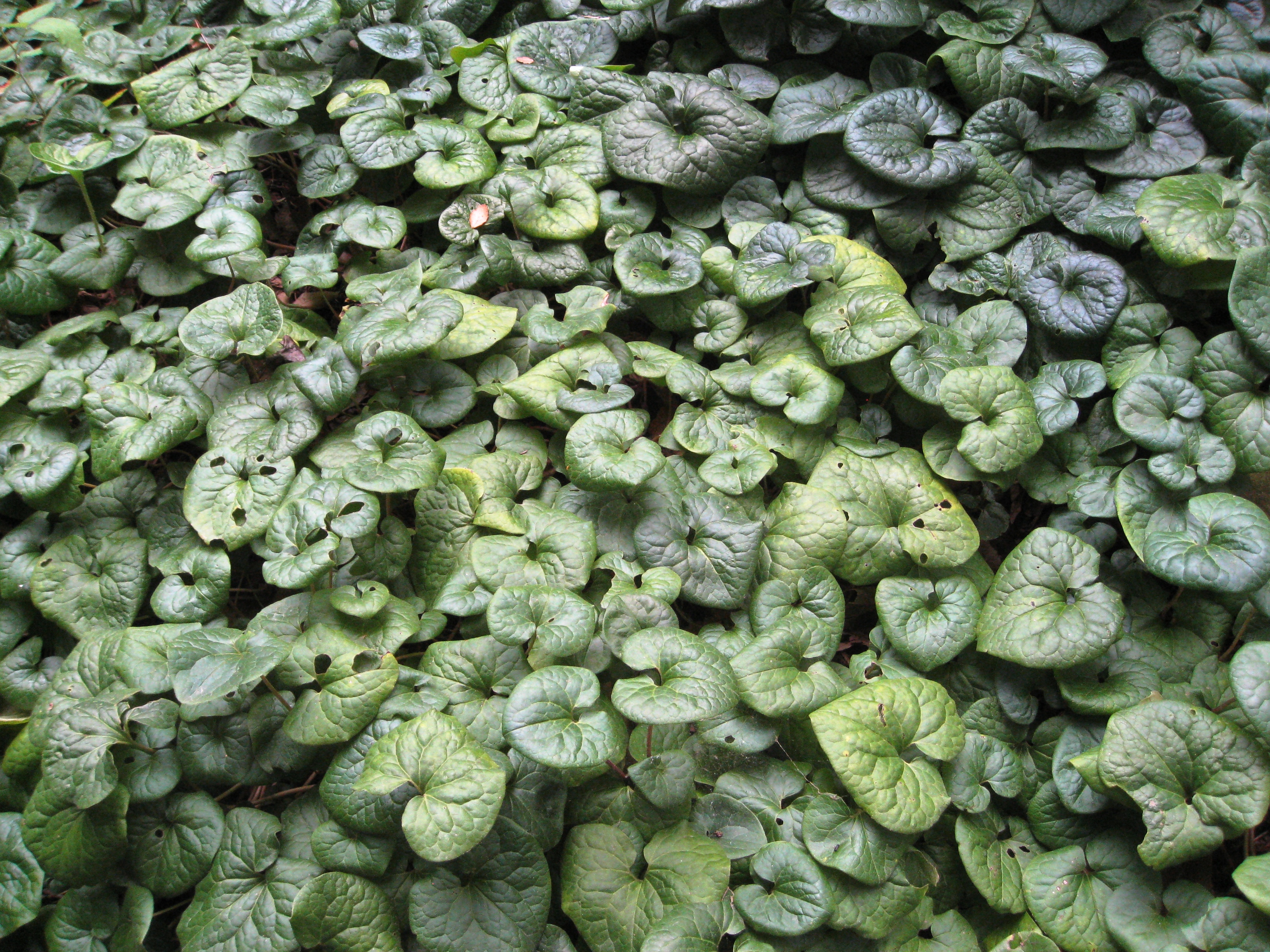 Wild ginger (Asarum caudatum) forming a dense carpet of heart-shaped leaves