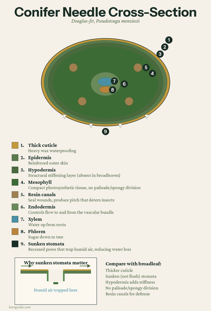 Conifer needle cross-section diagram showing thick cuticle, epidermis, hypodermis, mesophyll, sunken stomata, resin canals, and central vascular bundle