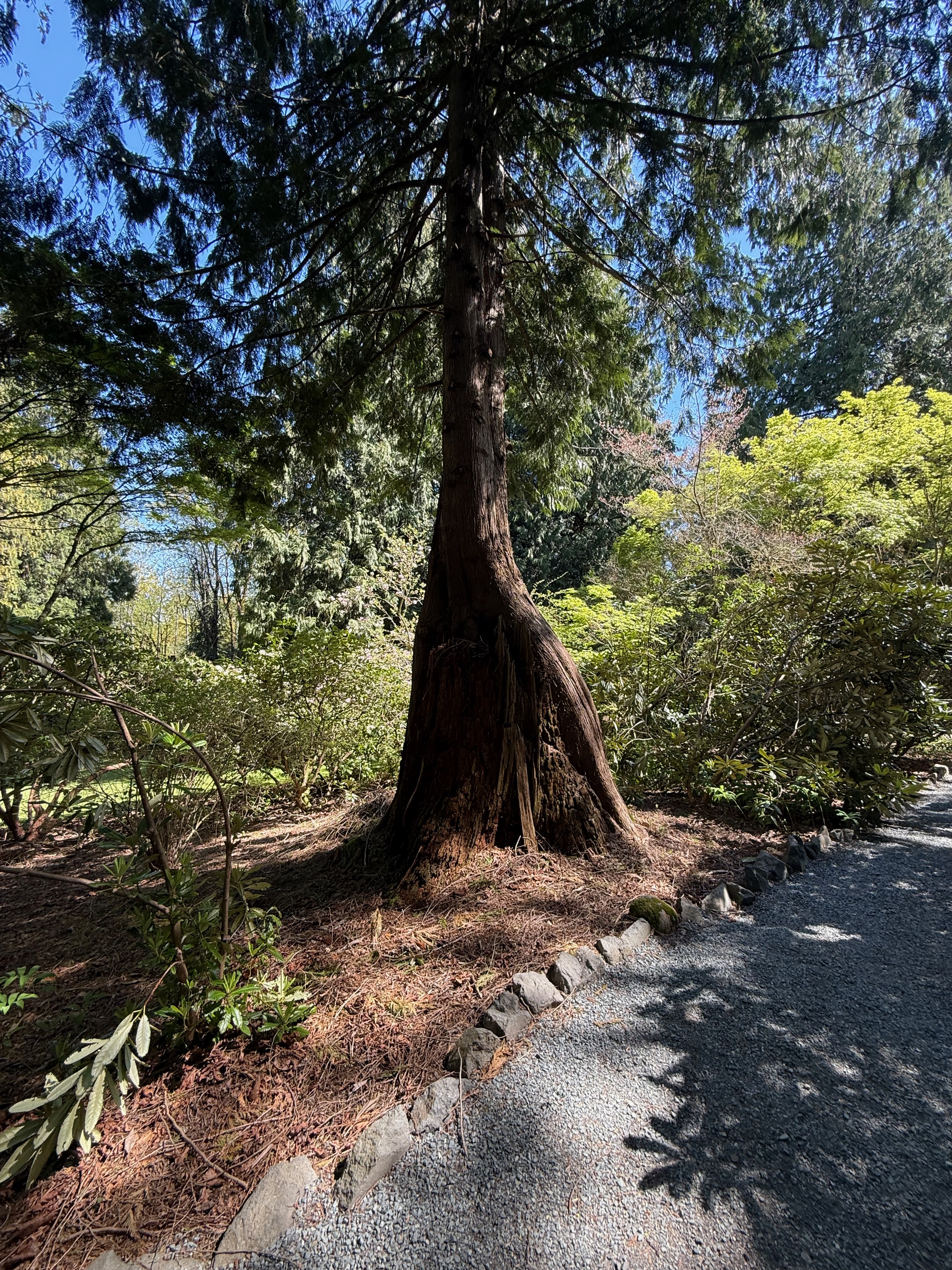 Western red cedar grown over a nurse stump beside the trail at Soos Creek Botanical Garden, with flared base showing stump origin