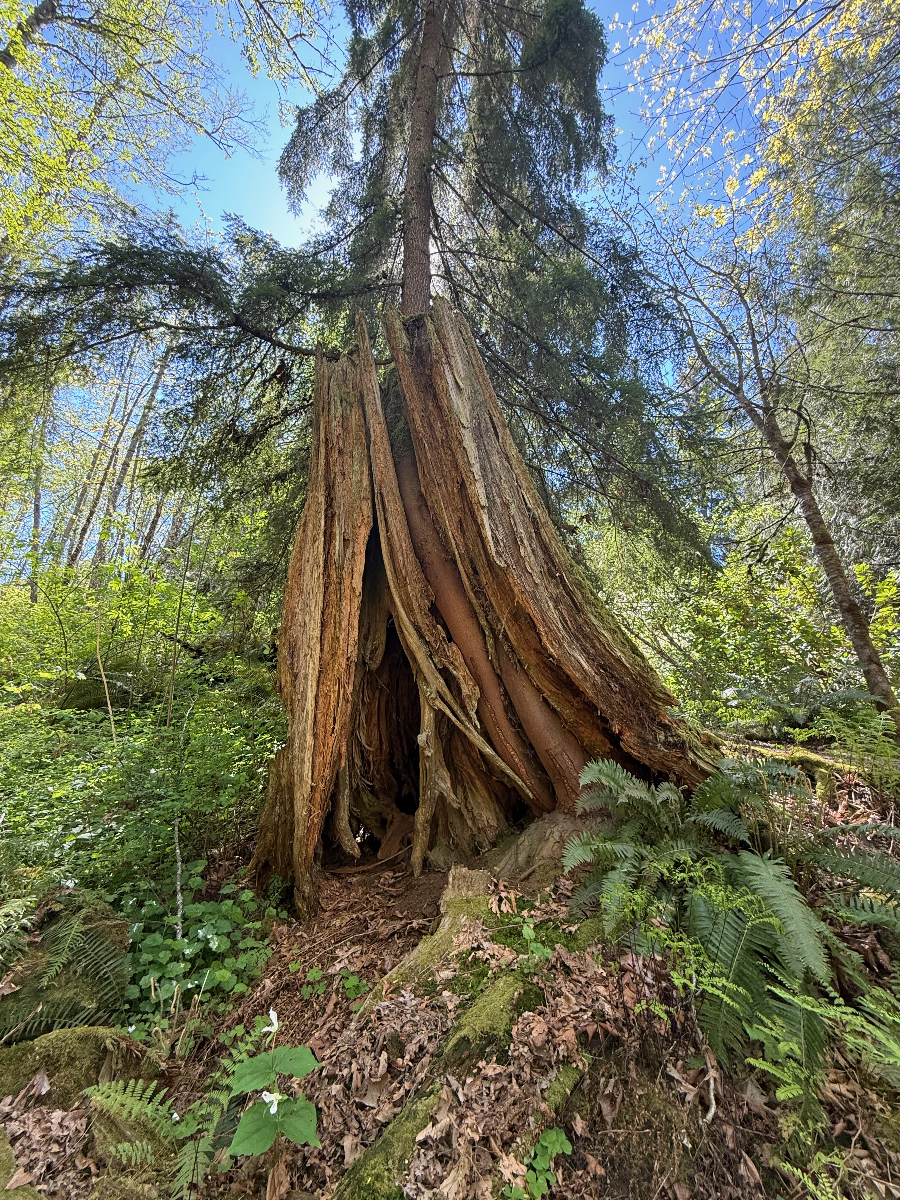 Western hemlock growing from a hollow western red cedar nurse stump at Soos Creek Botanical Garden, showing stilt roots descending through the decaying stump