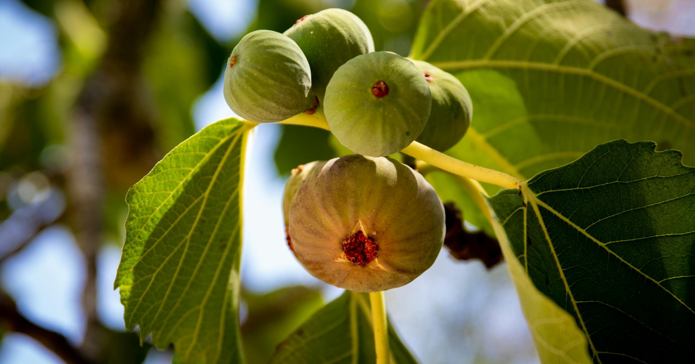 Pruning Fig Trees for the Puget Sound Lowlands