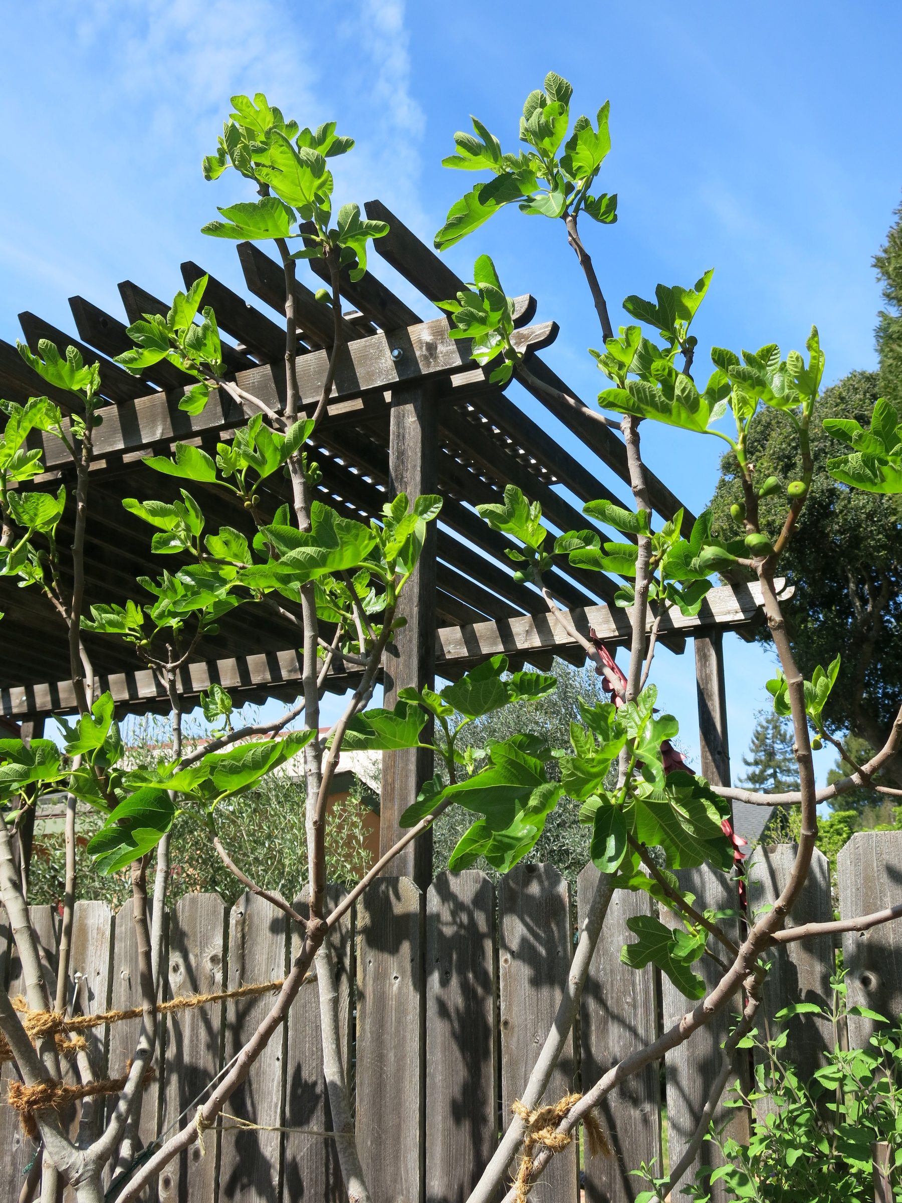 Mature Desert King fig tree with broad canopy